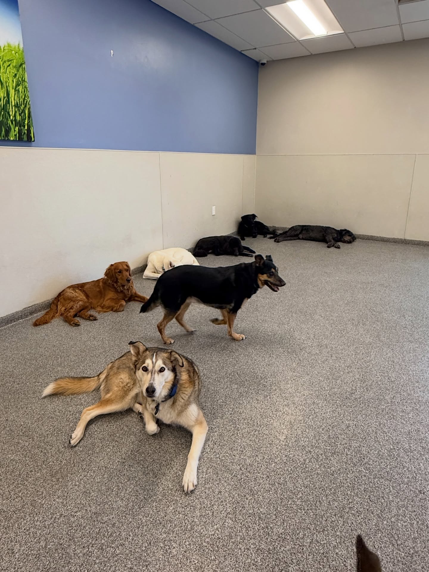 K9 Resorts Luxury Pet Hotel Albuquerque Albuquerque