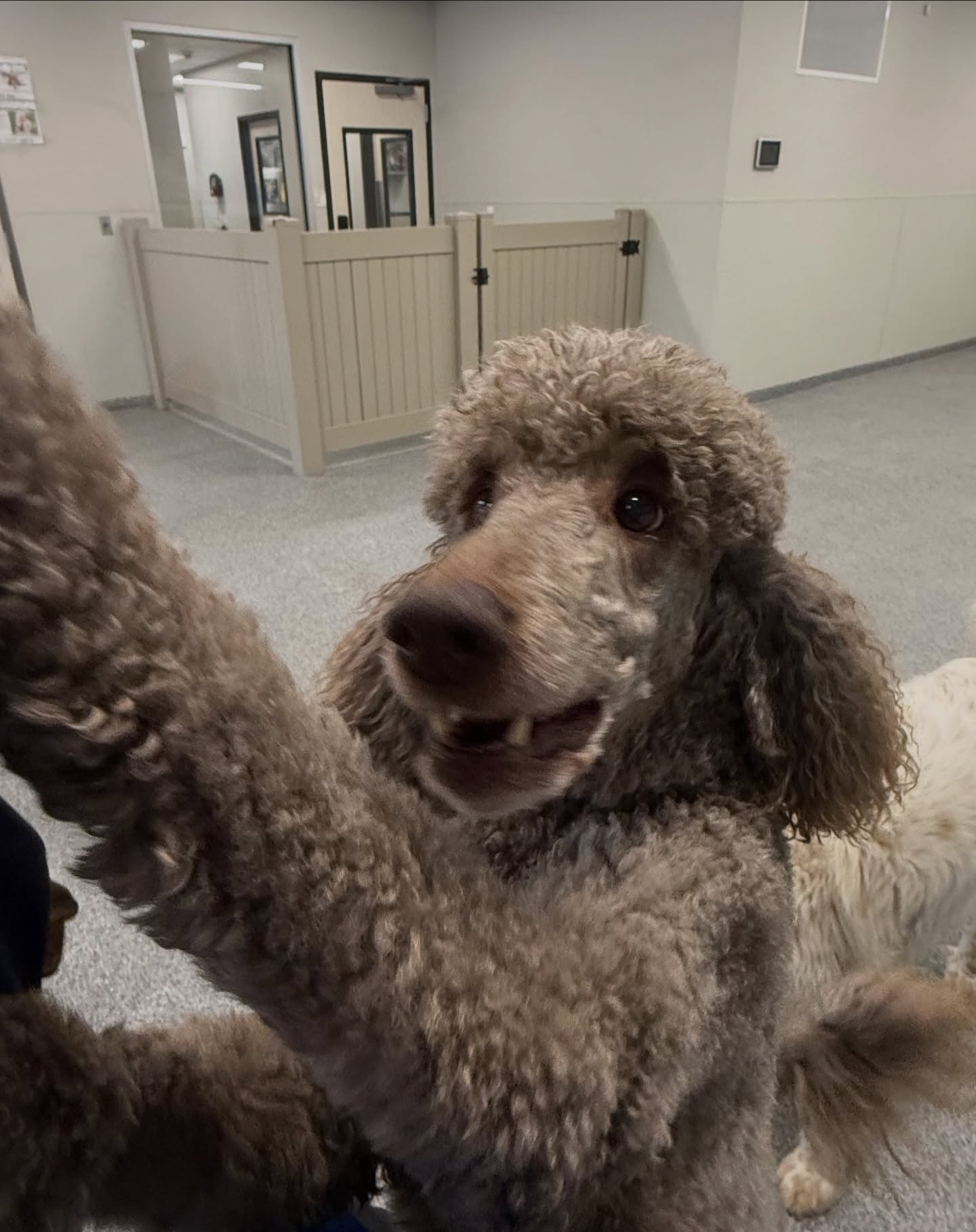 K9 Resorts Luxury Pet Hotel Albuquerque Albuquerque