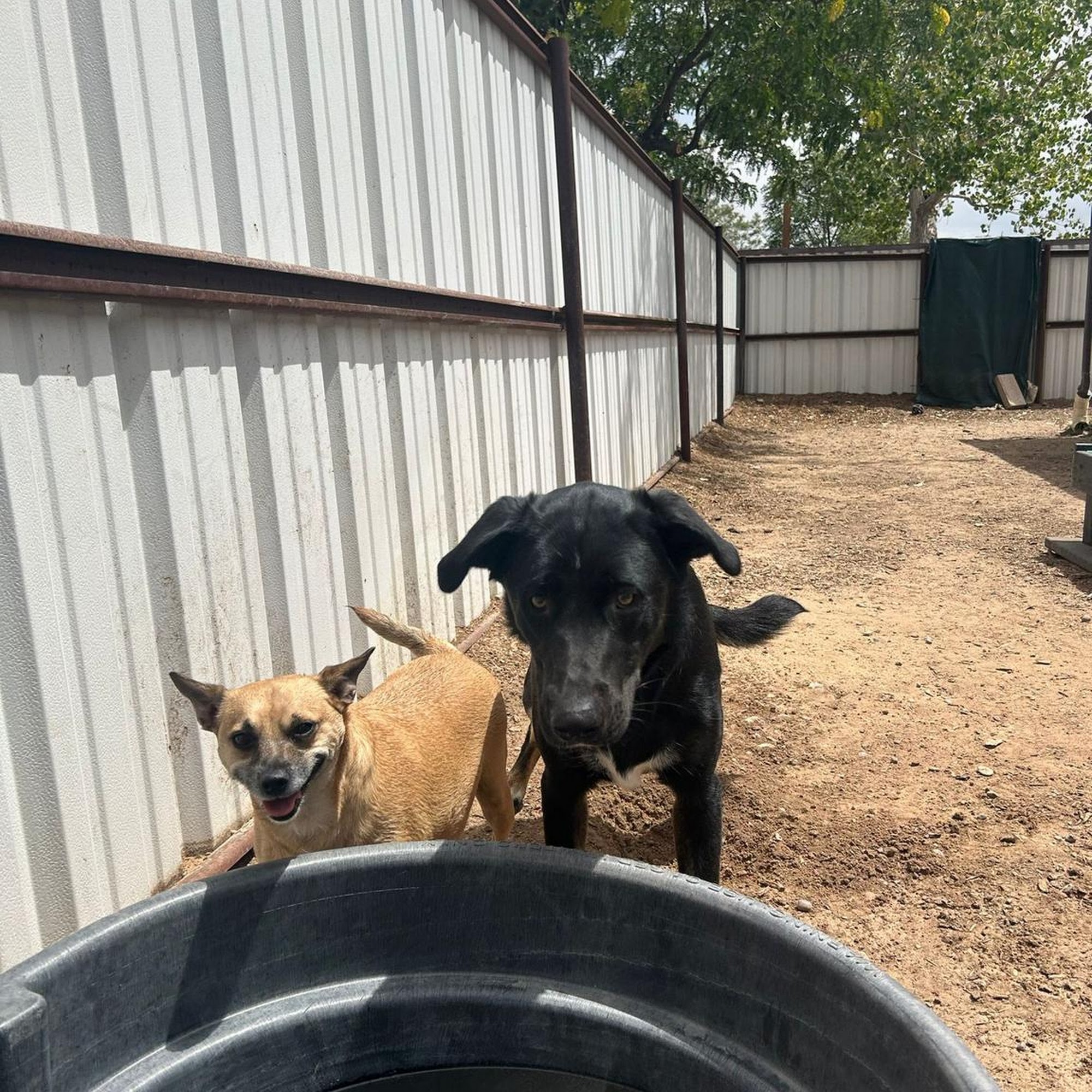 Pet BnD ABQ