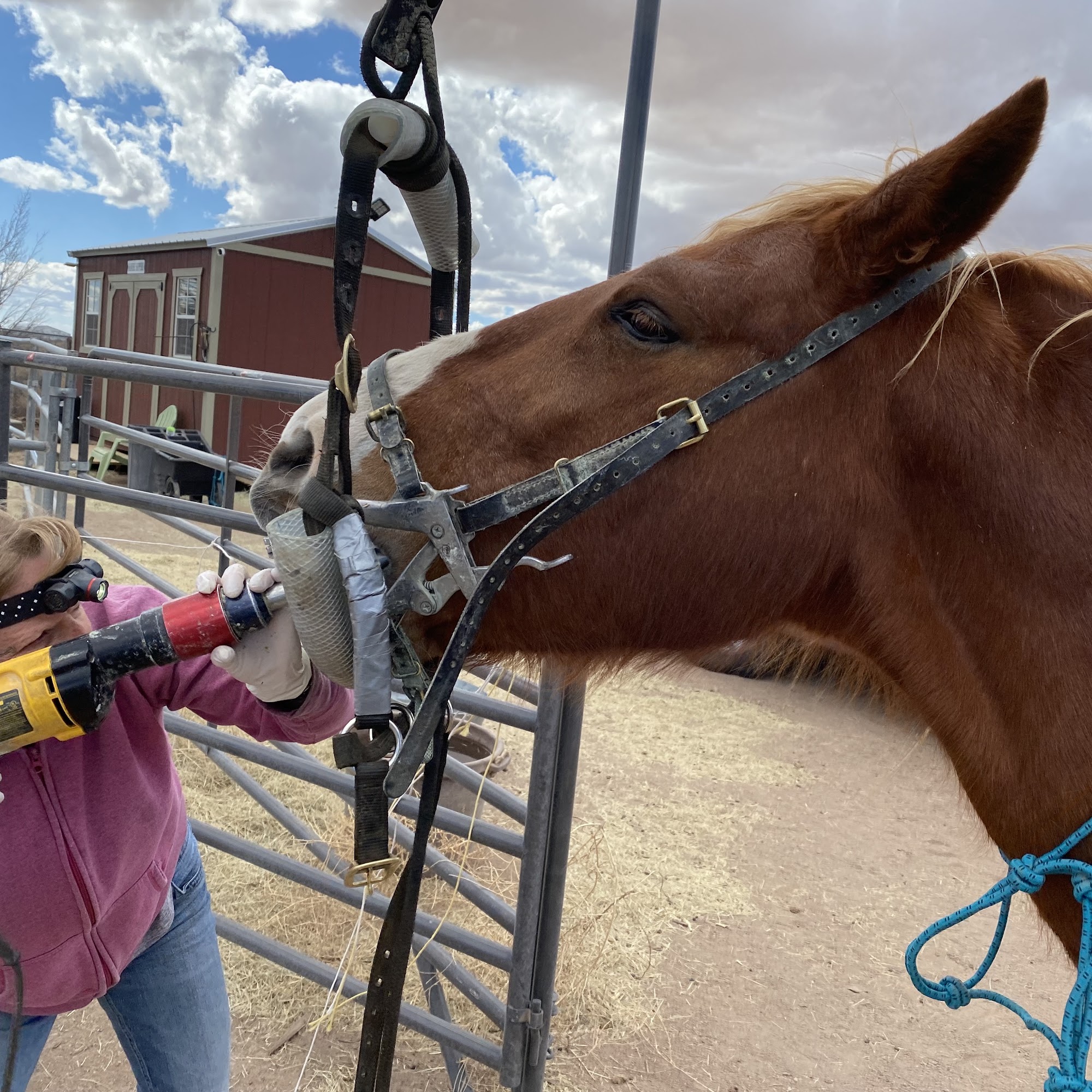 Large Animal Mobile Veterinary Services Anthony