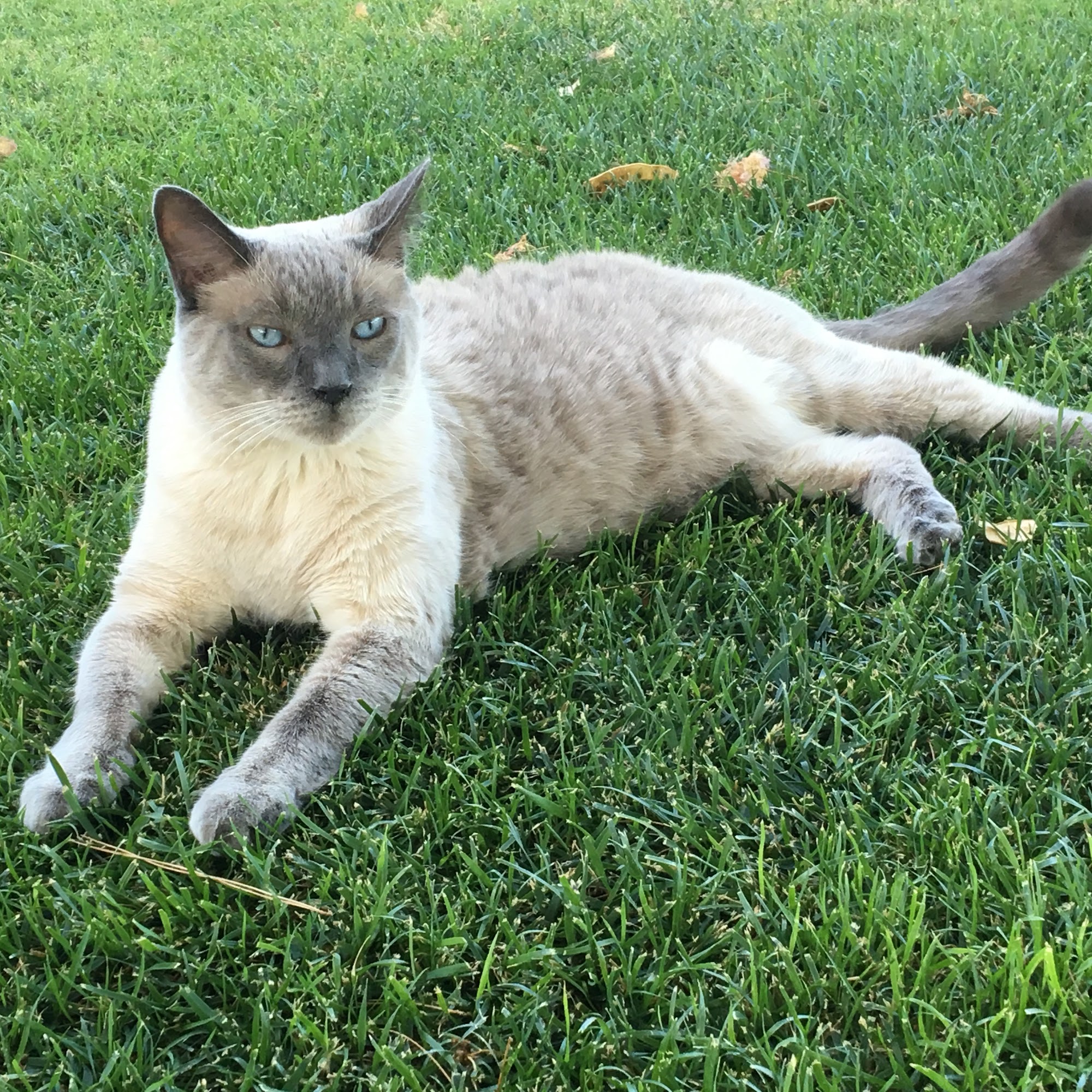 Artesia Animal Clinic Artesia