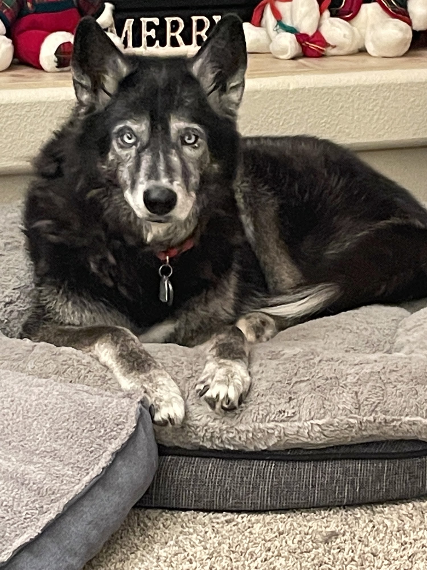 Bernalillo Pet Care Center Bernalillo