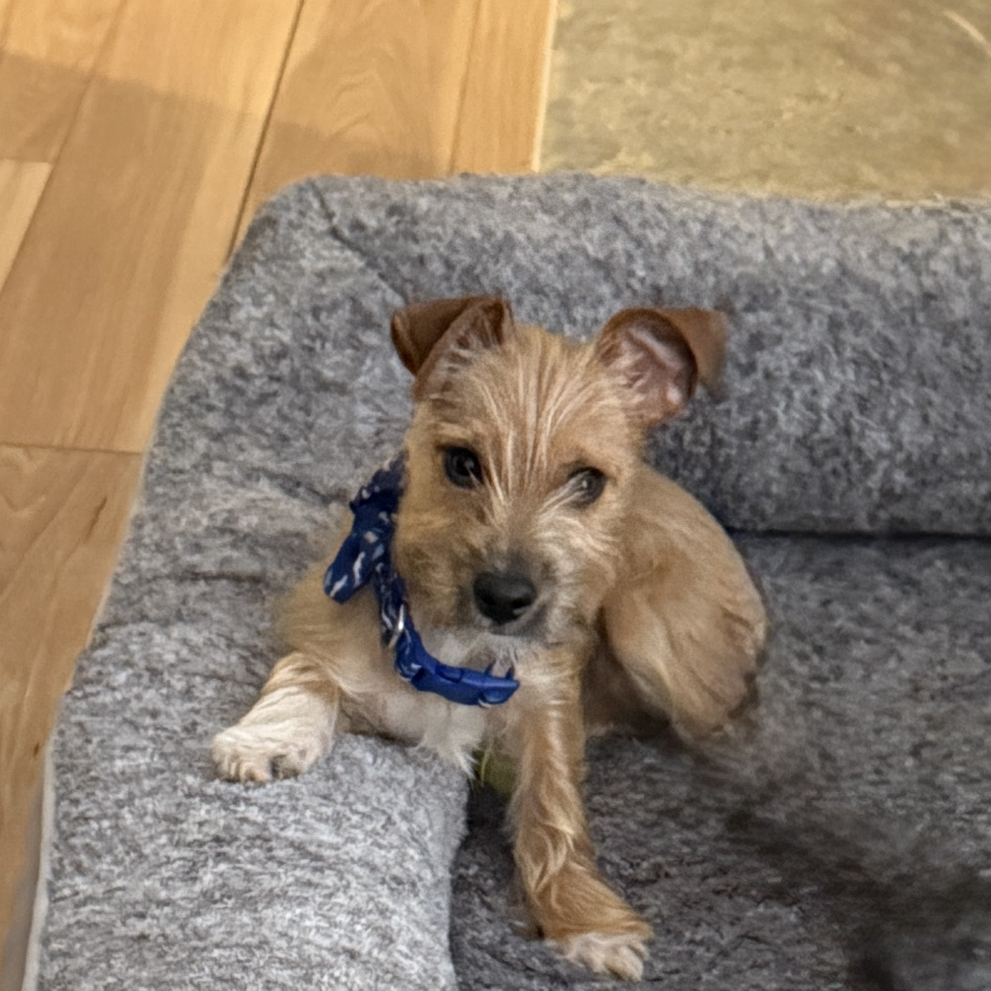 Pawz To Care Bernalillo