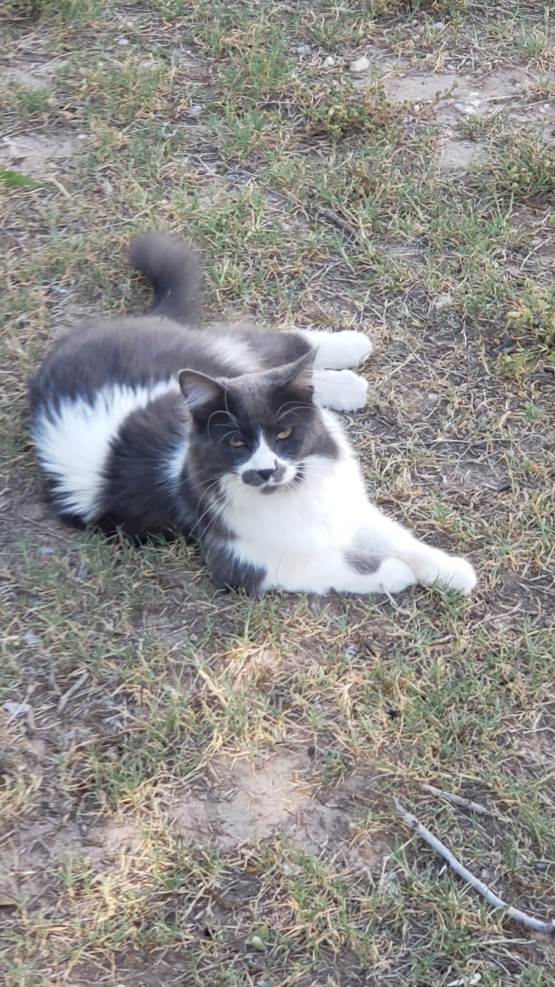 Carlsbad Animal Clinic Carlsbad