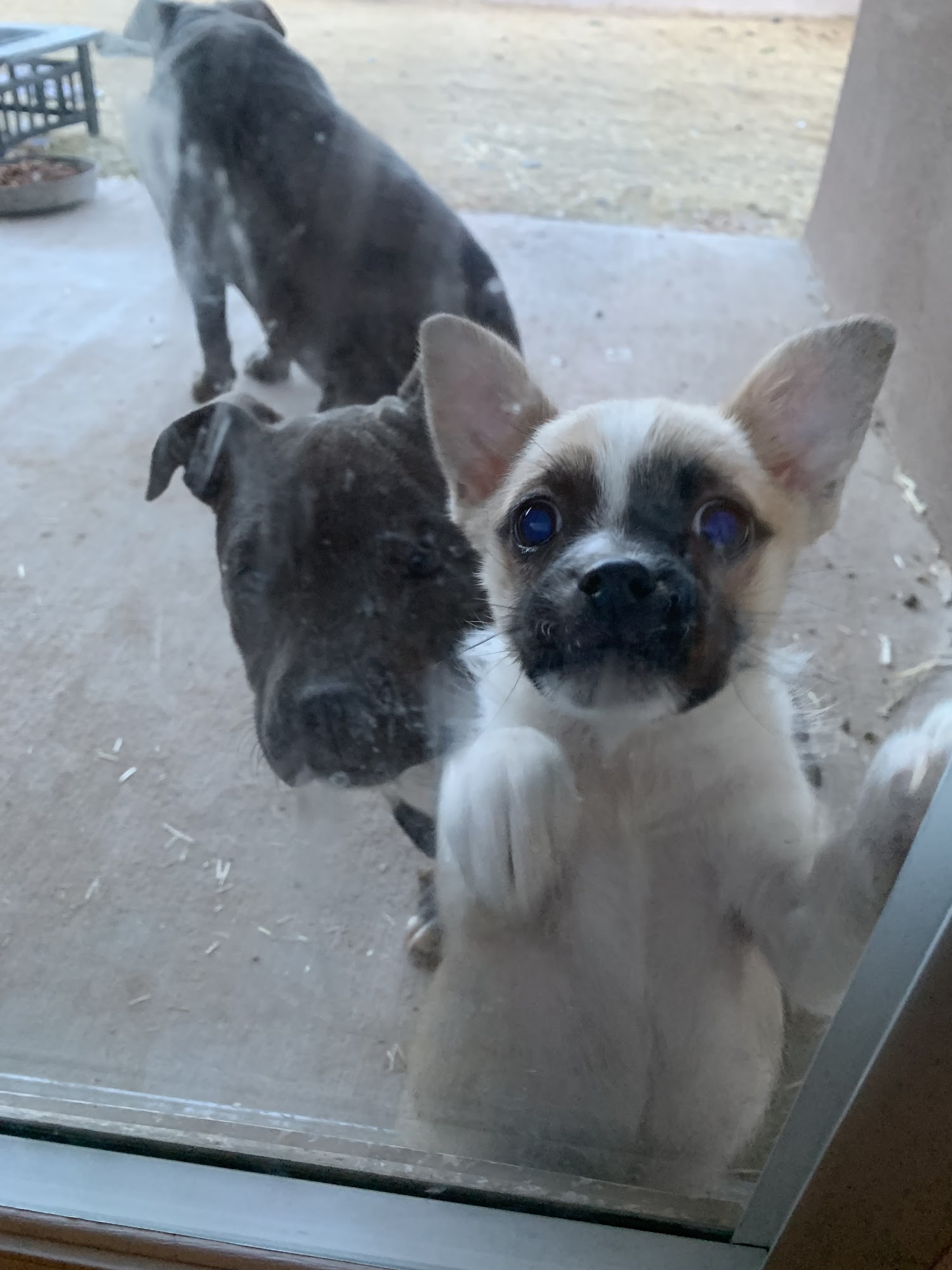 Weldon Veterinary Care Carlsbad