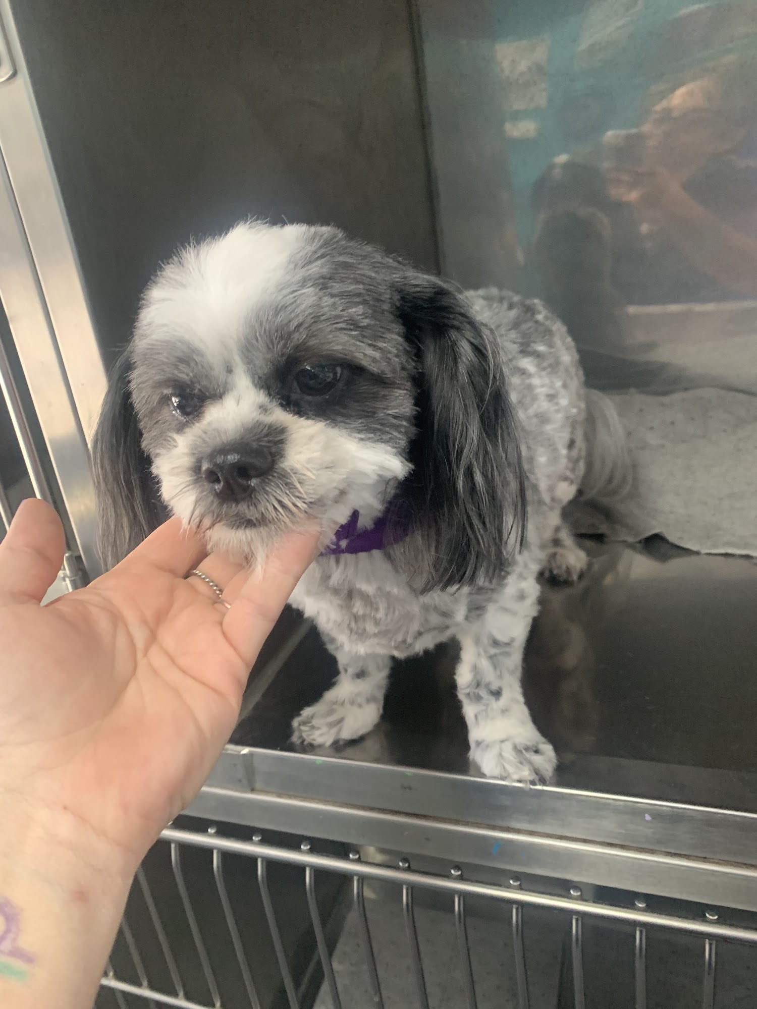 Amys Pet Parlor Carlsbad