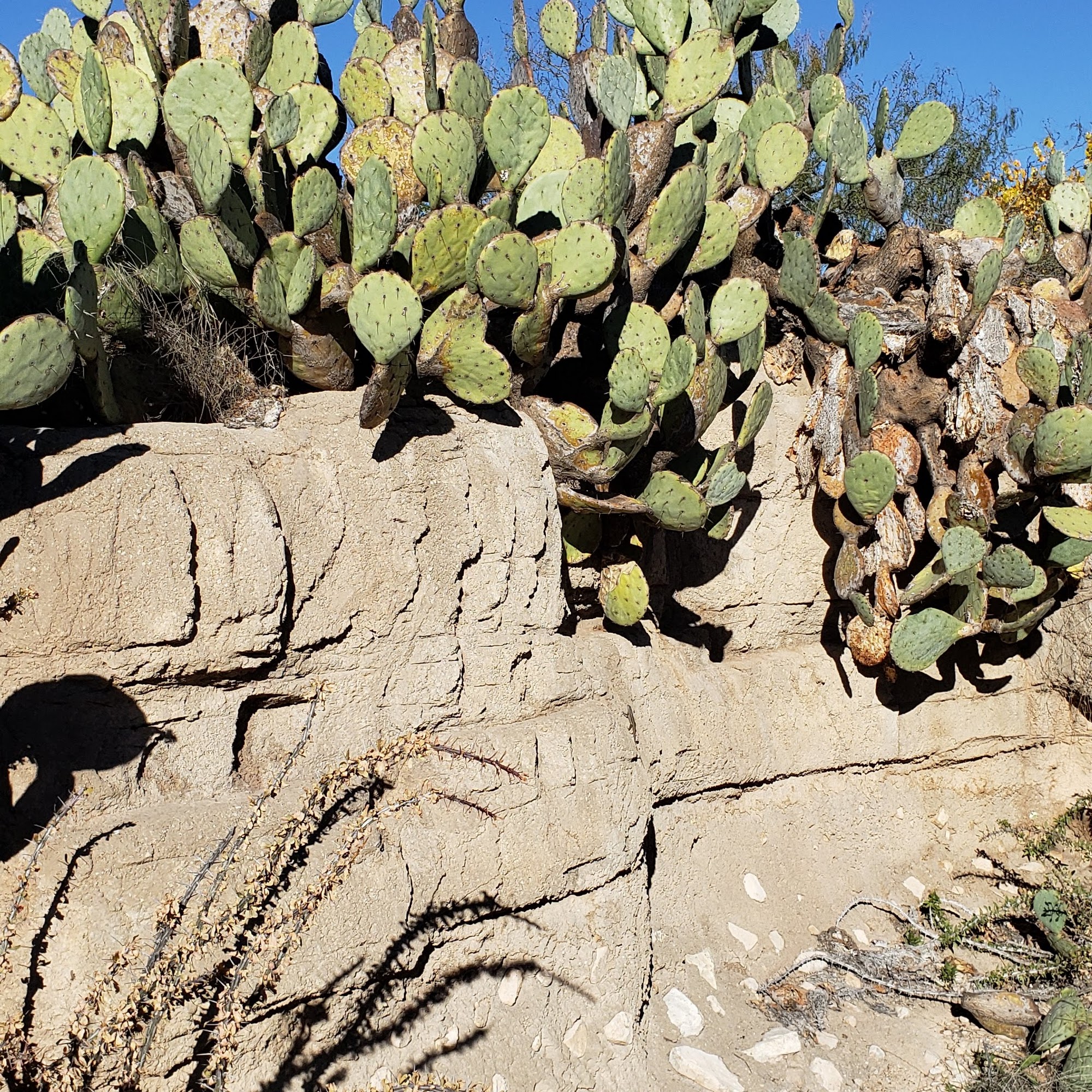 Carlsbad Horitculture Society Carlsbad