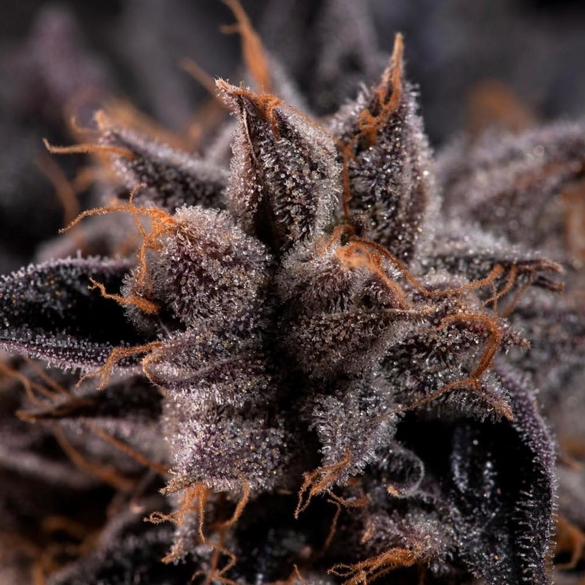 R.Greenleaf Carlsbad - Cannabis Dispensary Carlsbad