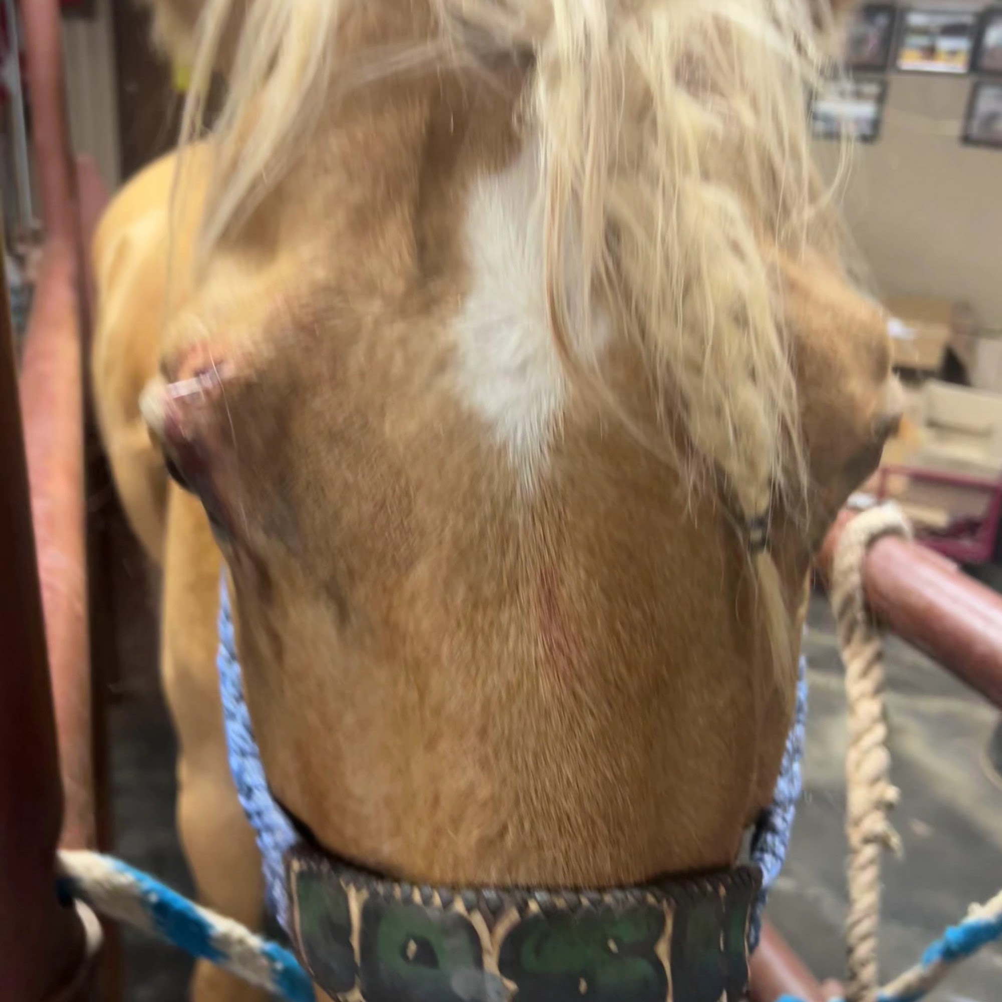 Clovis Veterinary Hospital Clovis