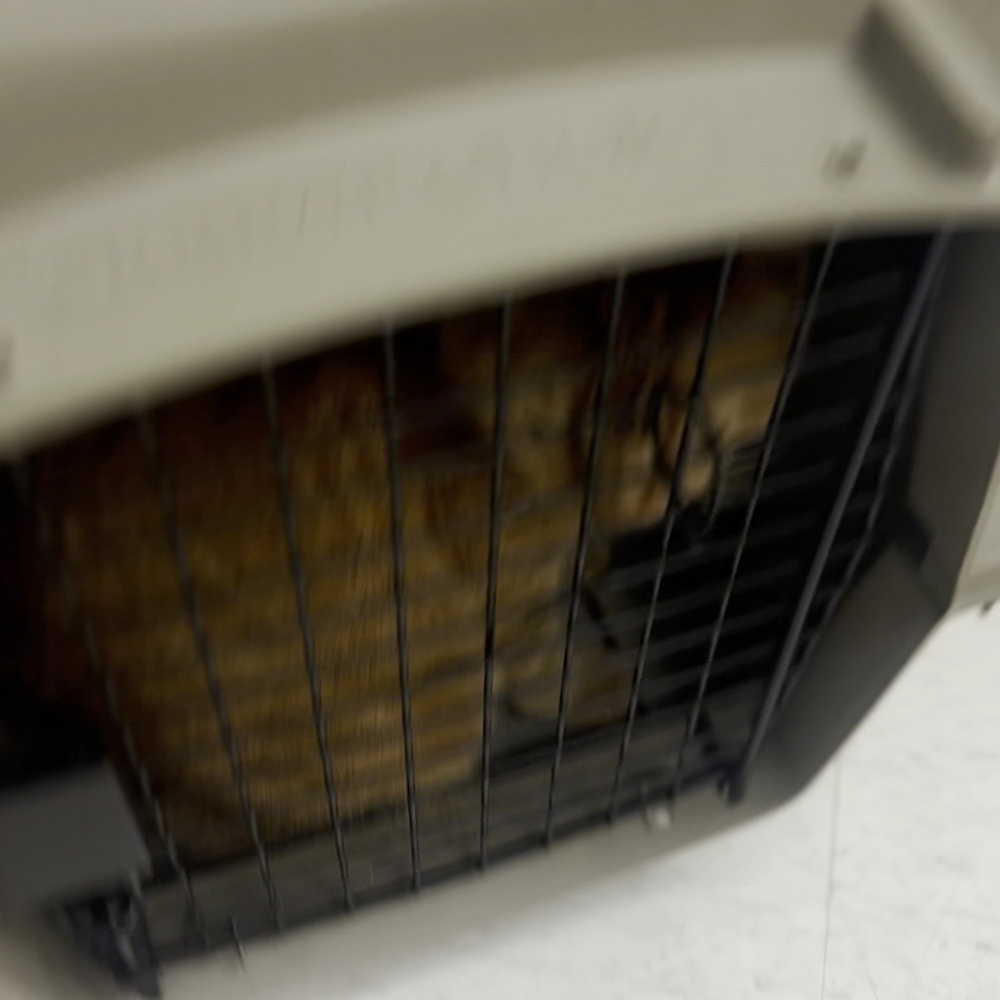 Prairie Lake Veterinary Clinic Clovis