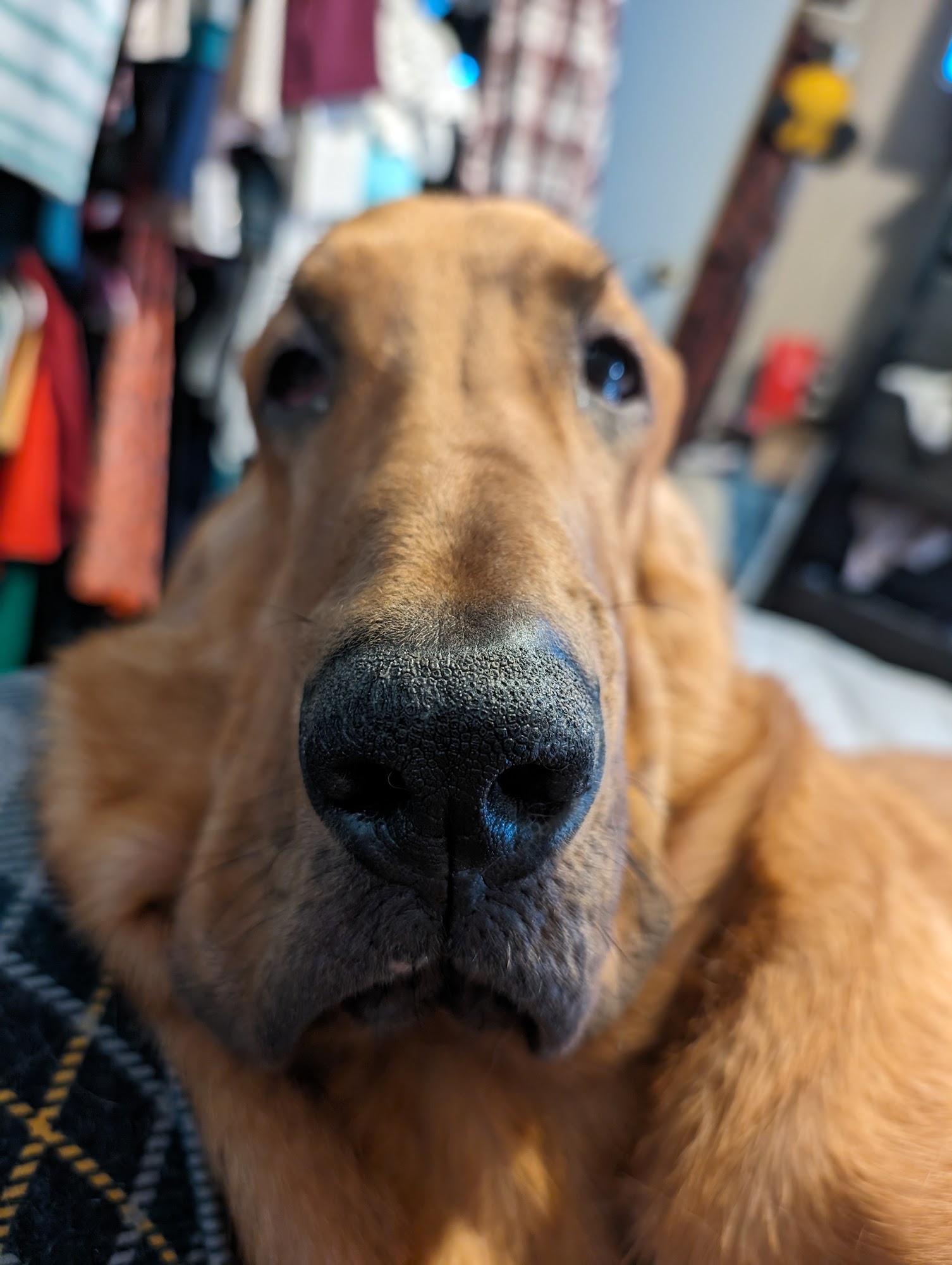 High Desert Veterinary Care Deming