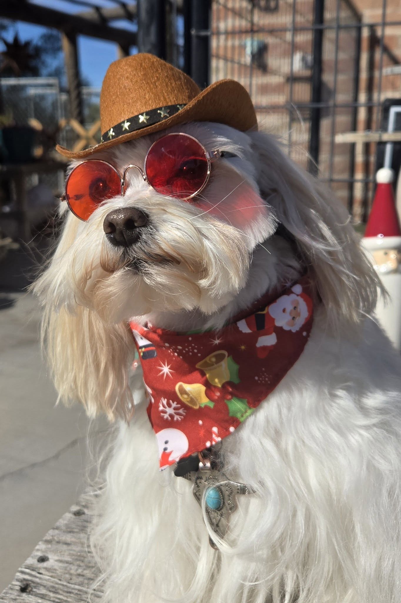 Sunshine Grooming Deming