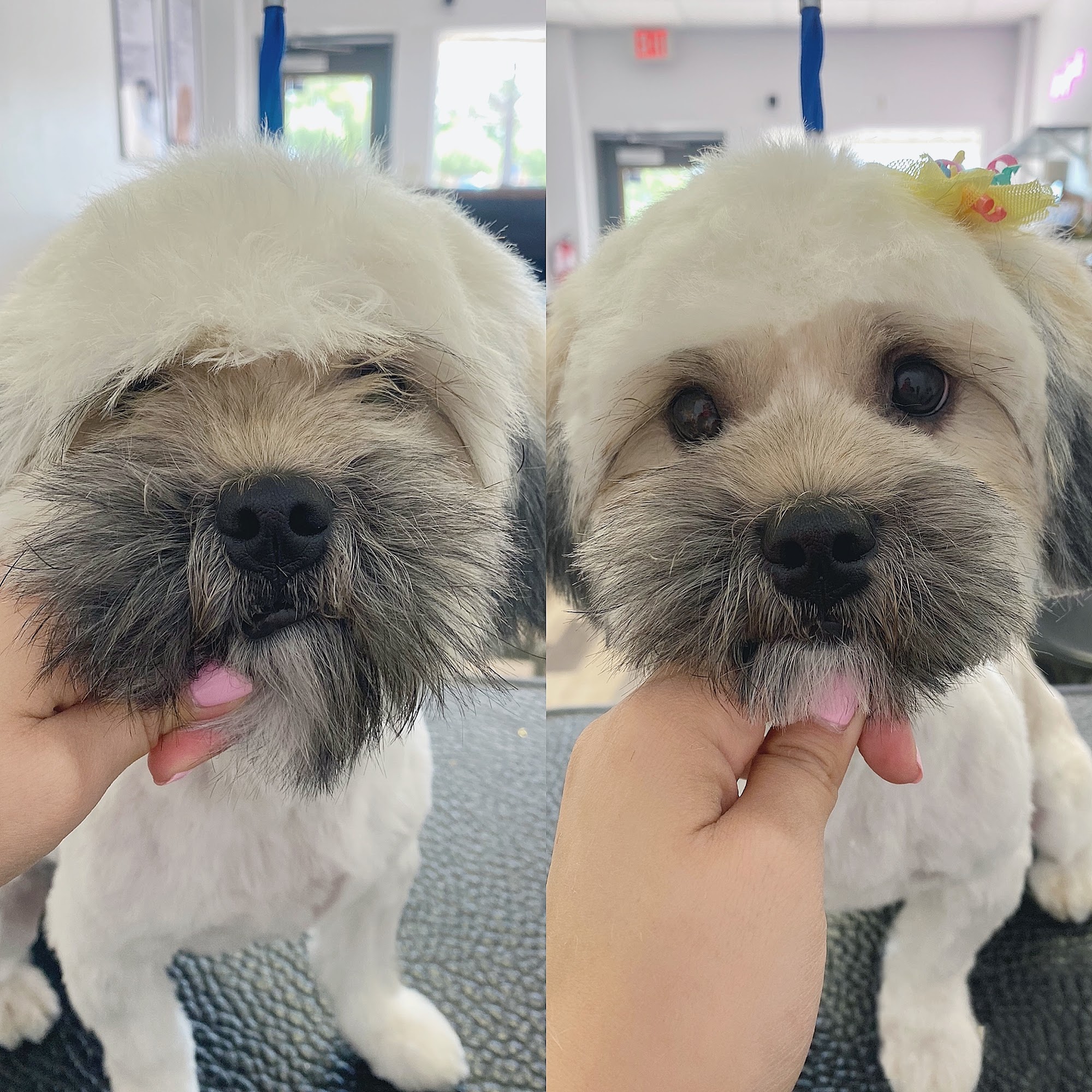 The Dog Salon Deming