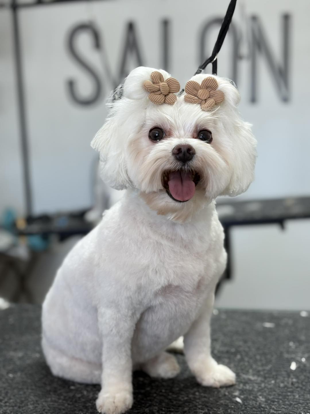 The Dog Salon Deming