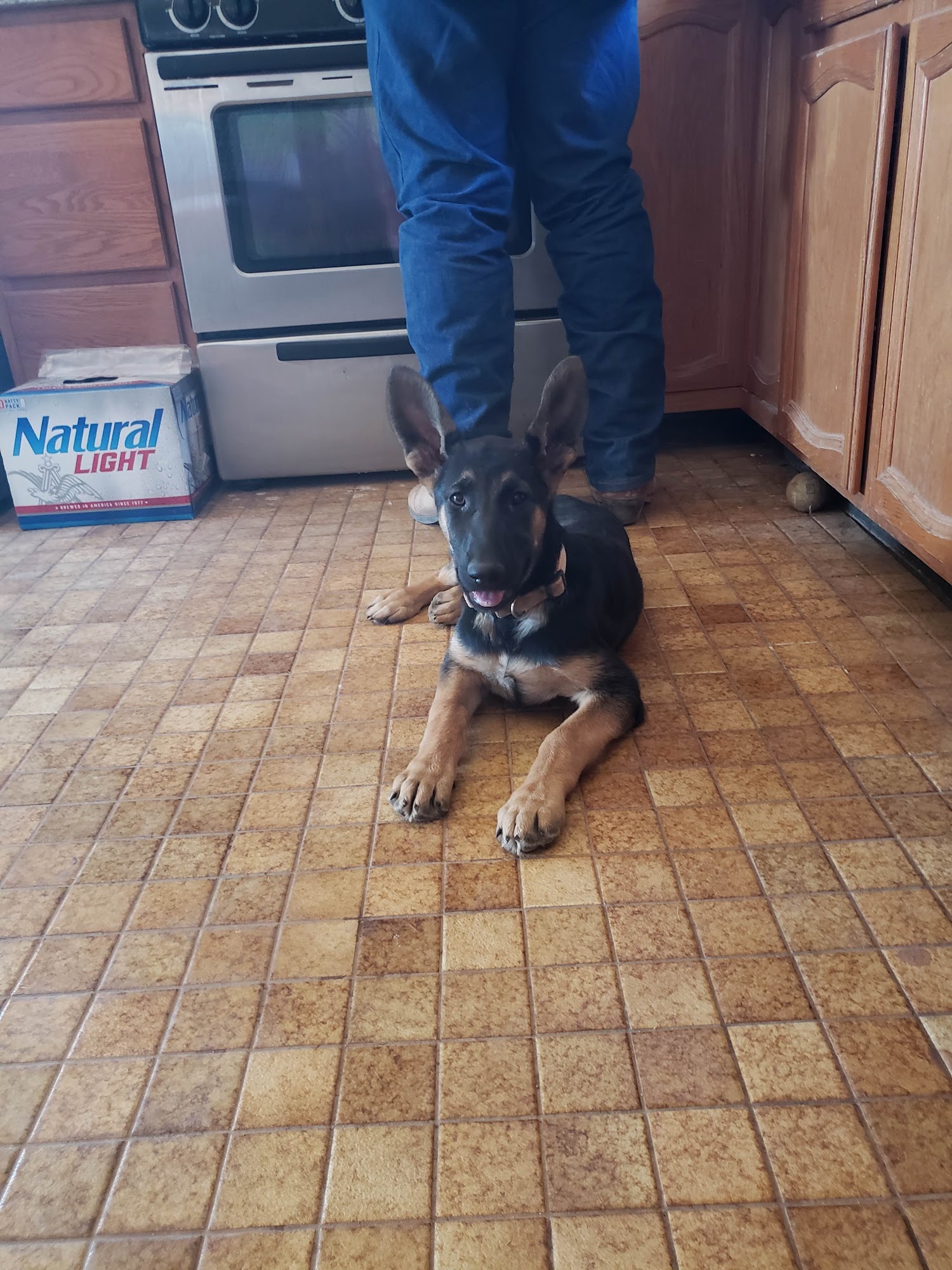 Deming Animal Shelter Deming