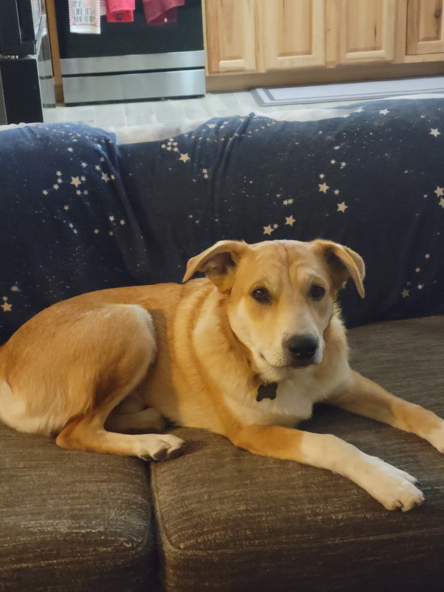 Western Trails Veterinary Hospital PC Edgewood