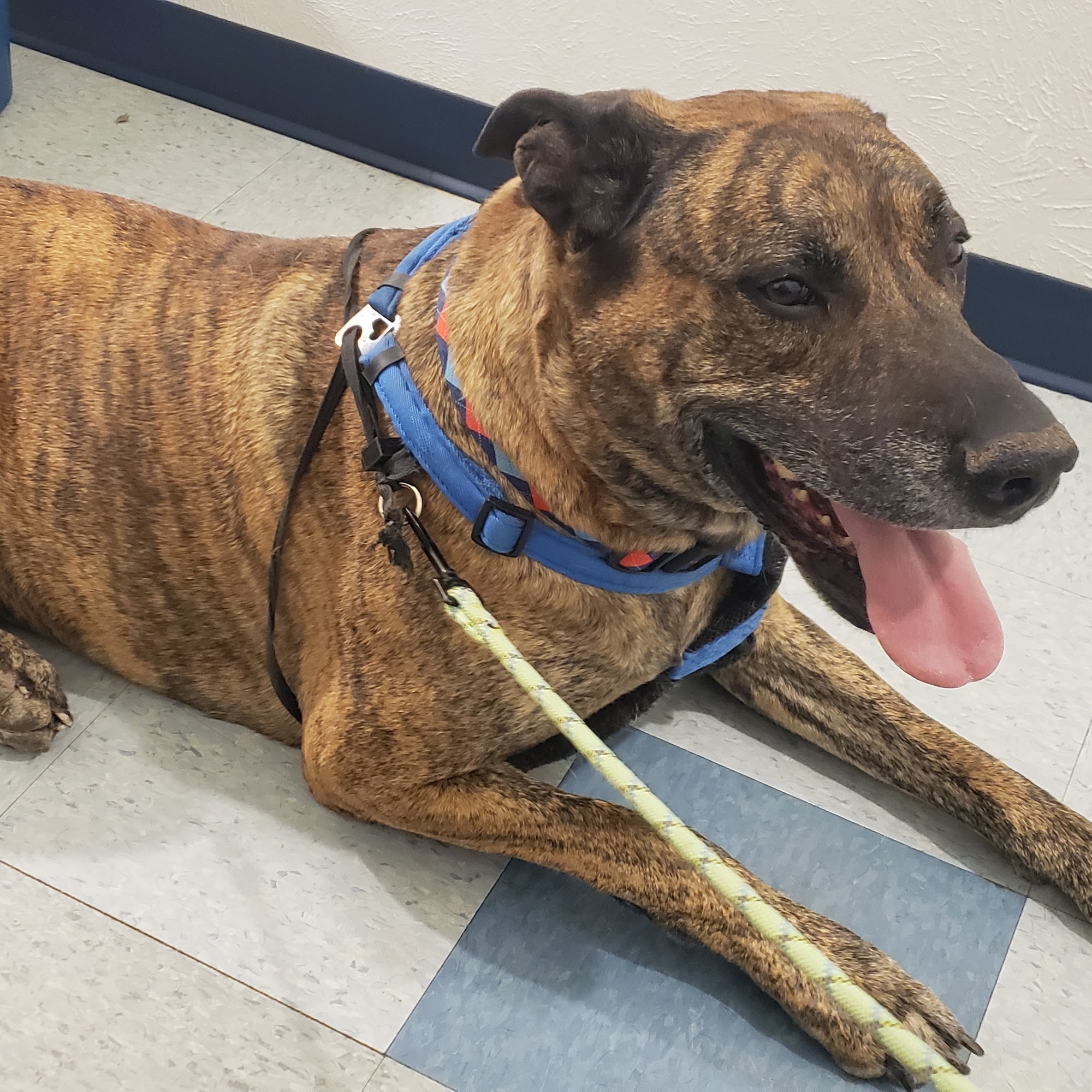 Western Trails Veterinary Hospital PC Edgewood