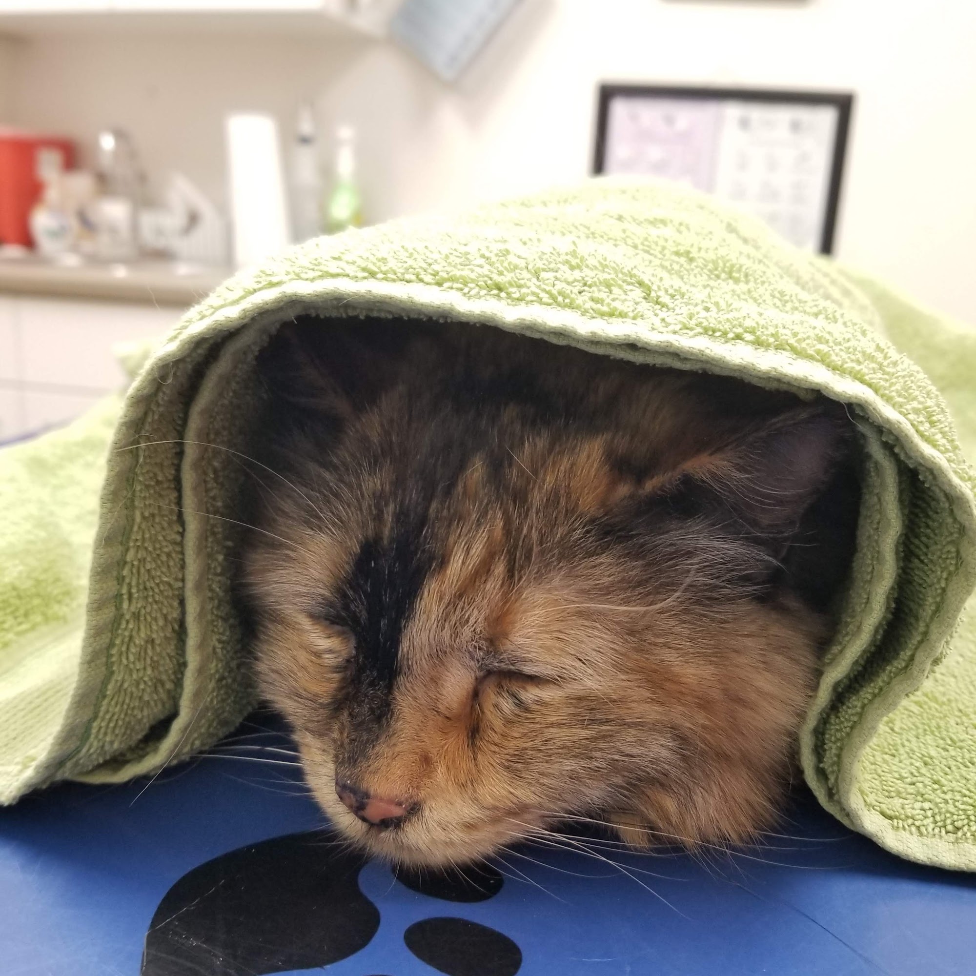 Vista Larga Animal Hospital Edgewood