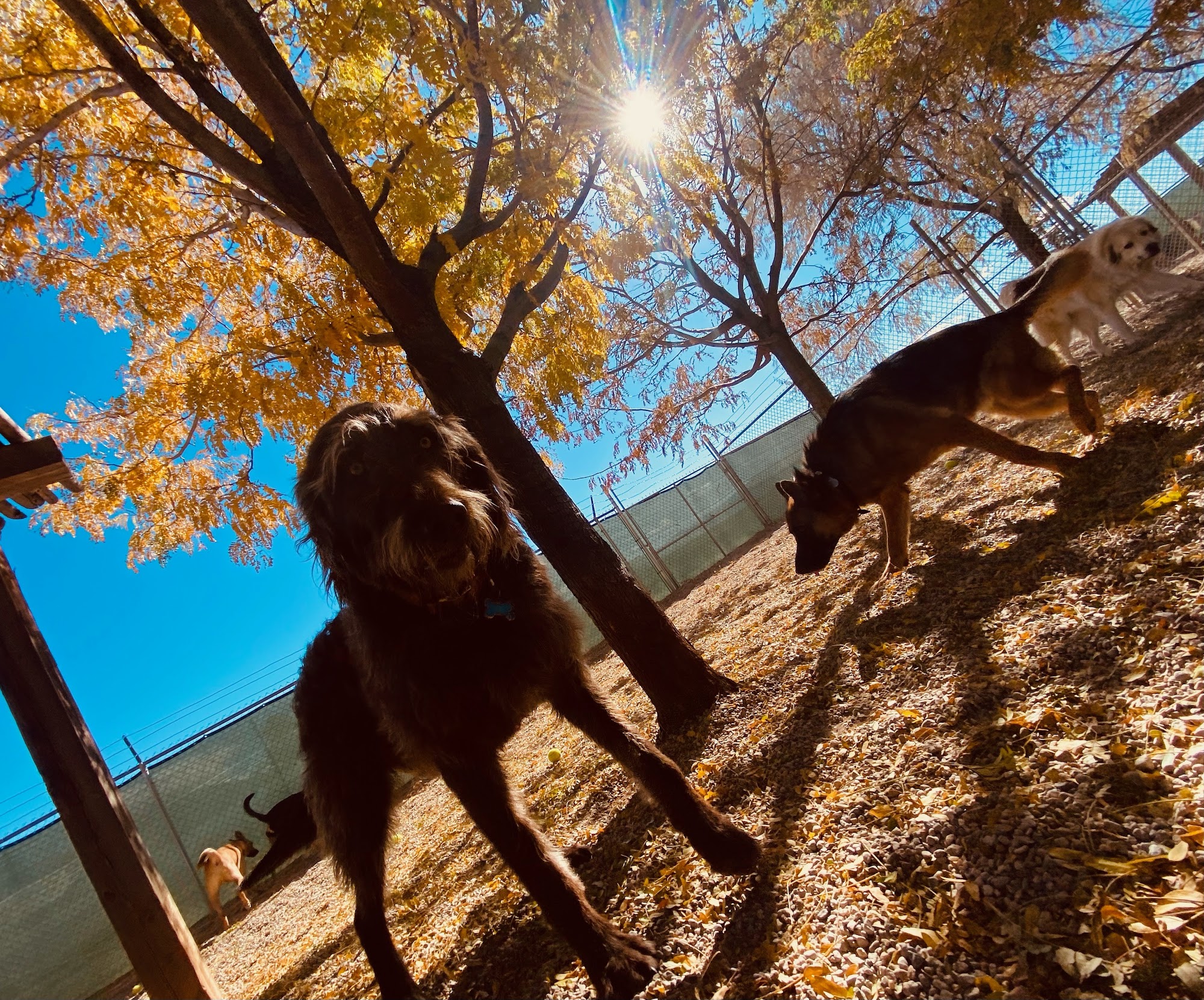 10,000 Wags Pet Resort El Prado