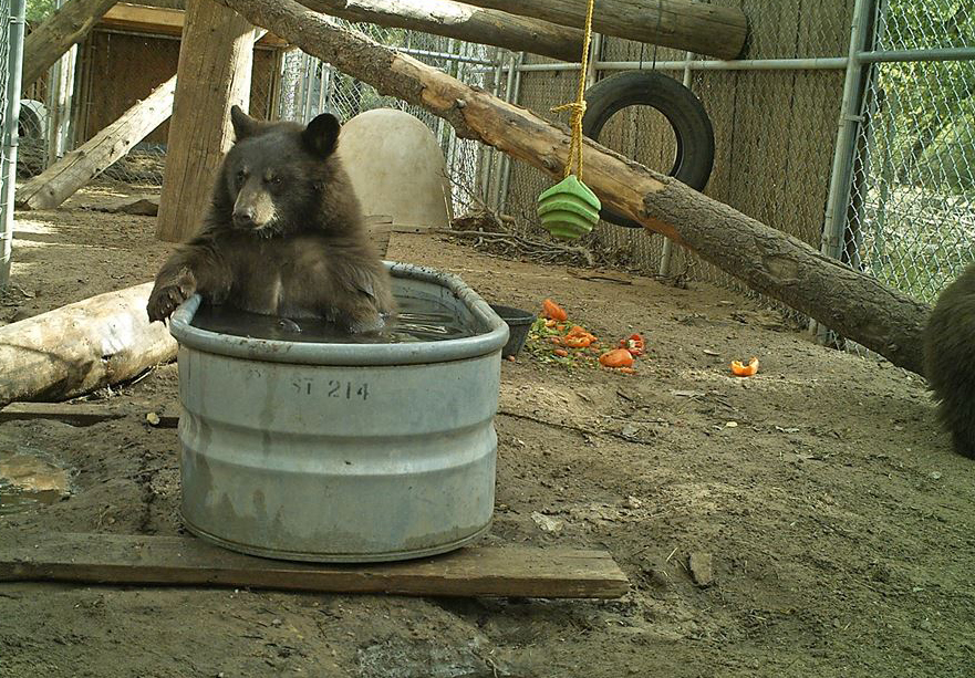 Cottonwood Veterinary Clinic Española