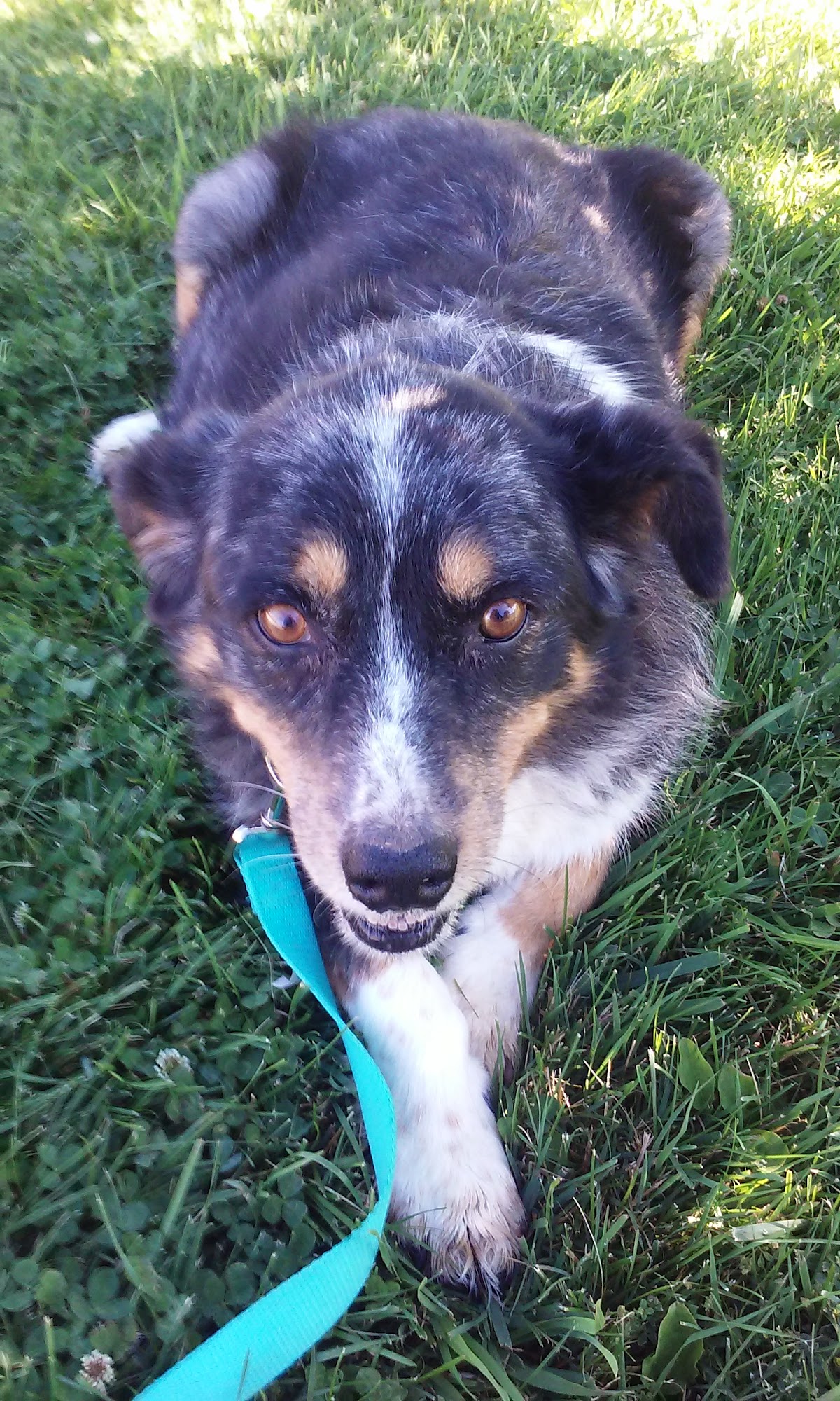 Animal Haven Clinic Farmington