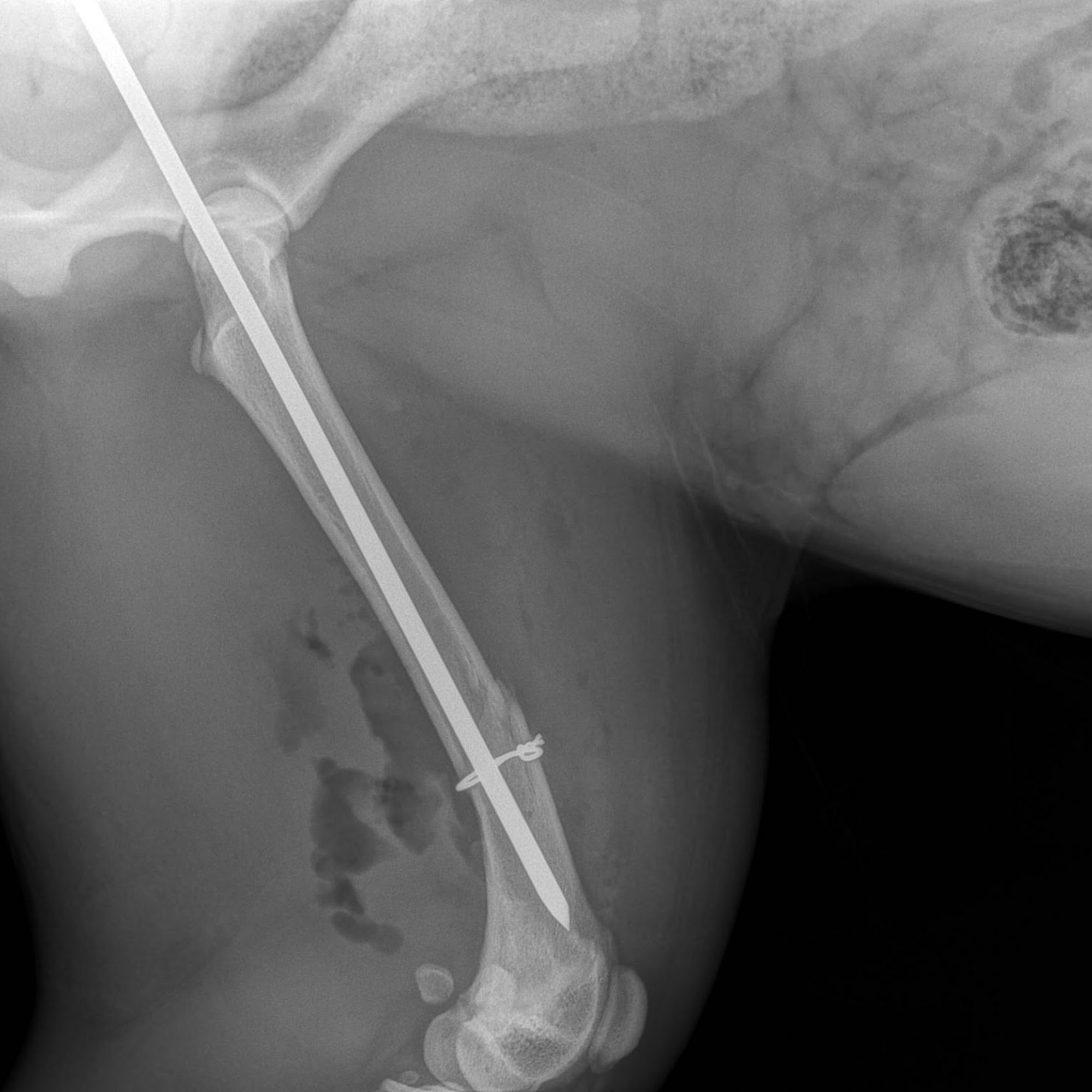 Animal Haven Clinic Farmington