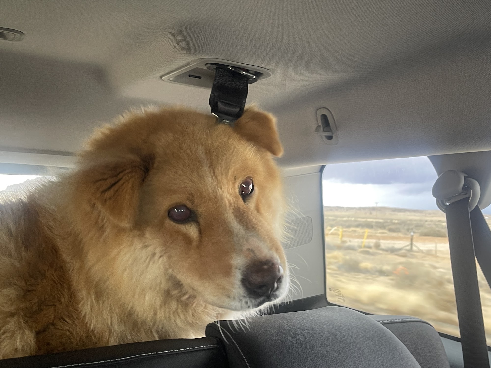 San Juan Veterinary Hospital Farmington