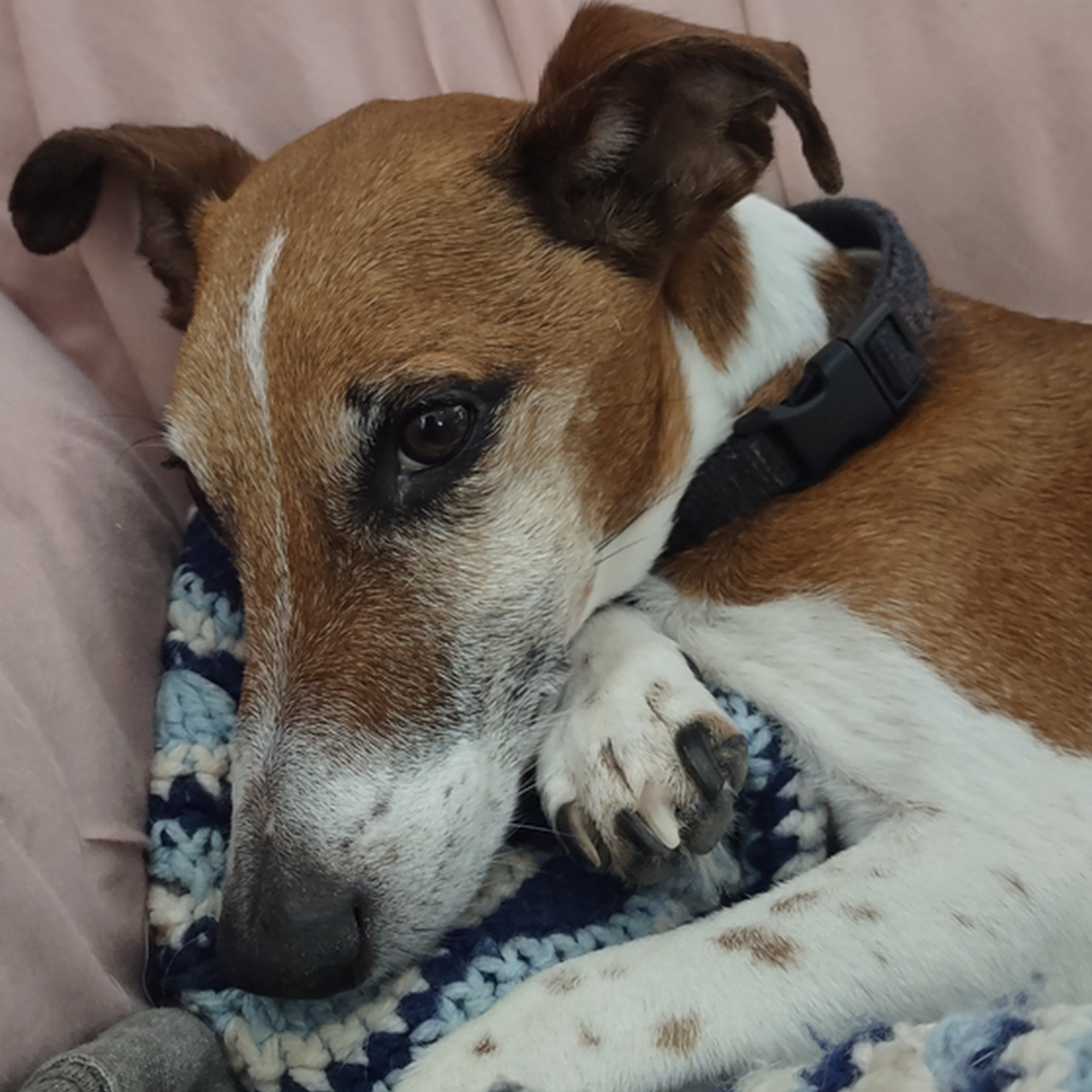 Farmington Veterinary Clinic Farmington