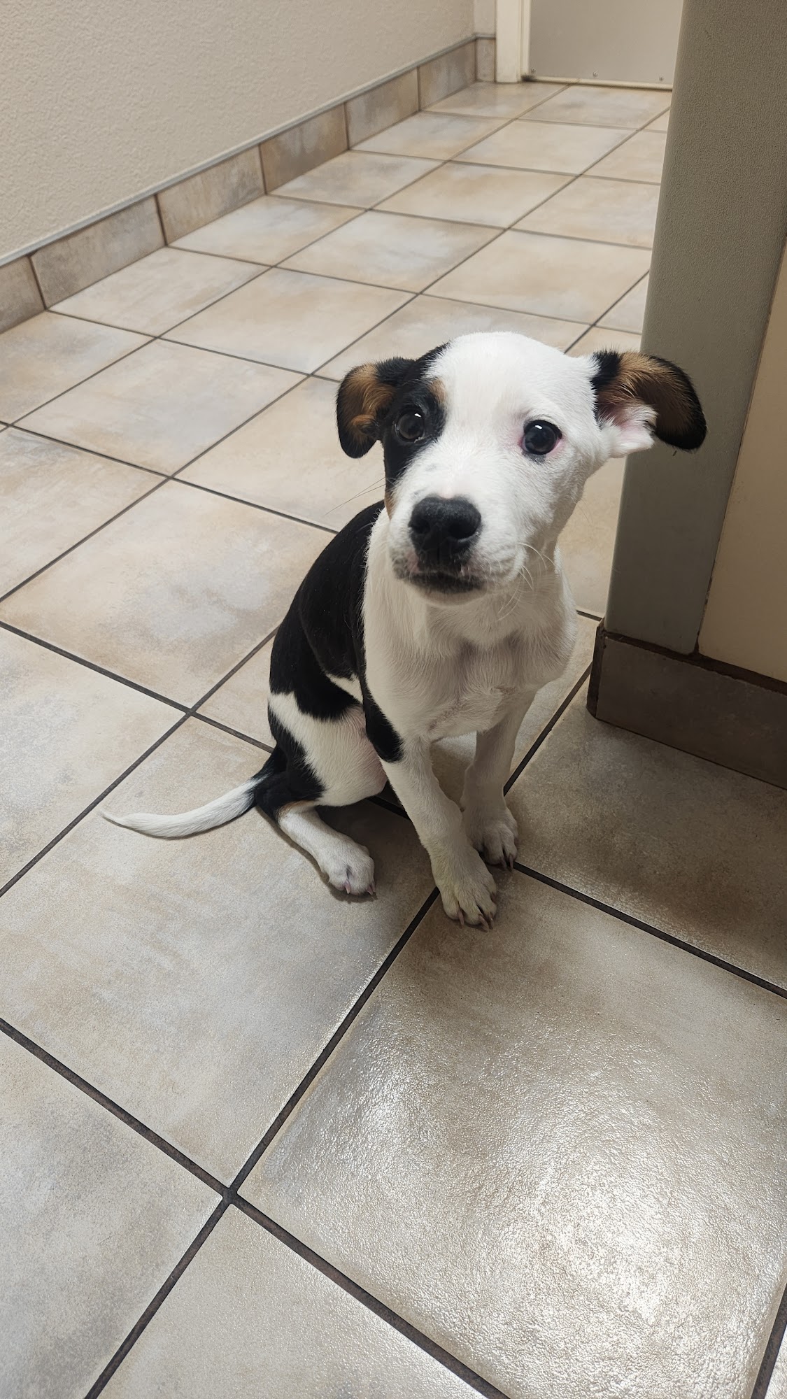 Valley Veterinary Pet Lodge and Salon Farmington