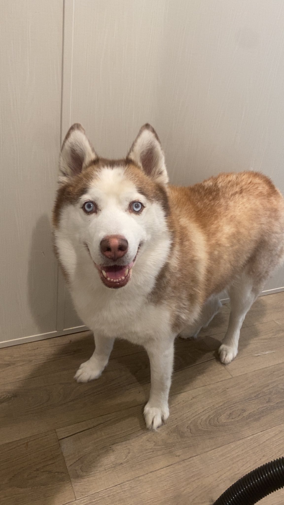 Fancy Paws and Waggin Tails, LLC Farmington