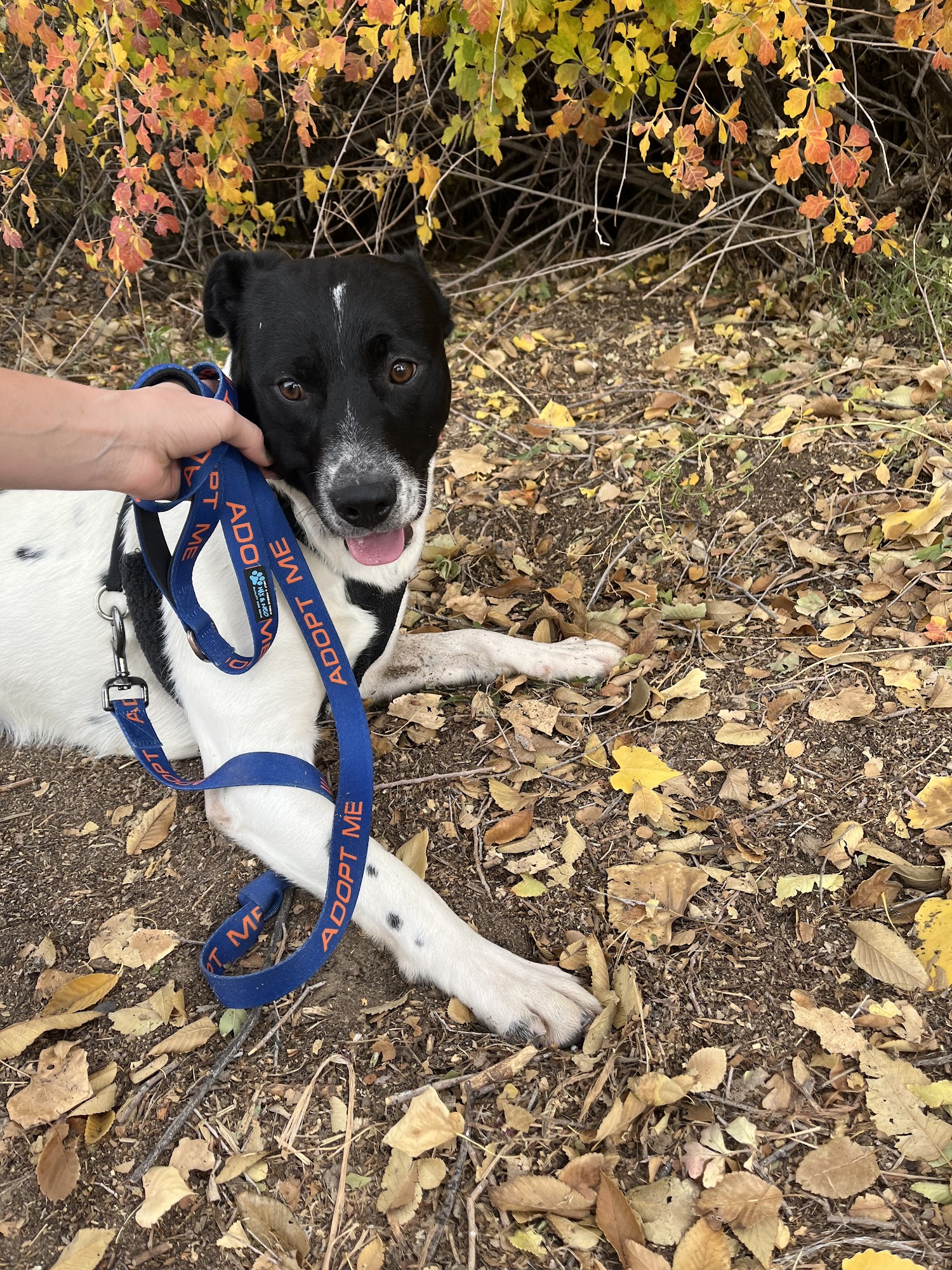 Farmington Regional Animal Shelter Farmington