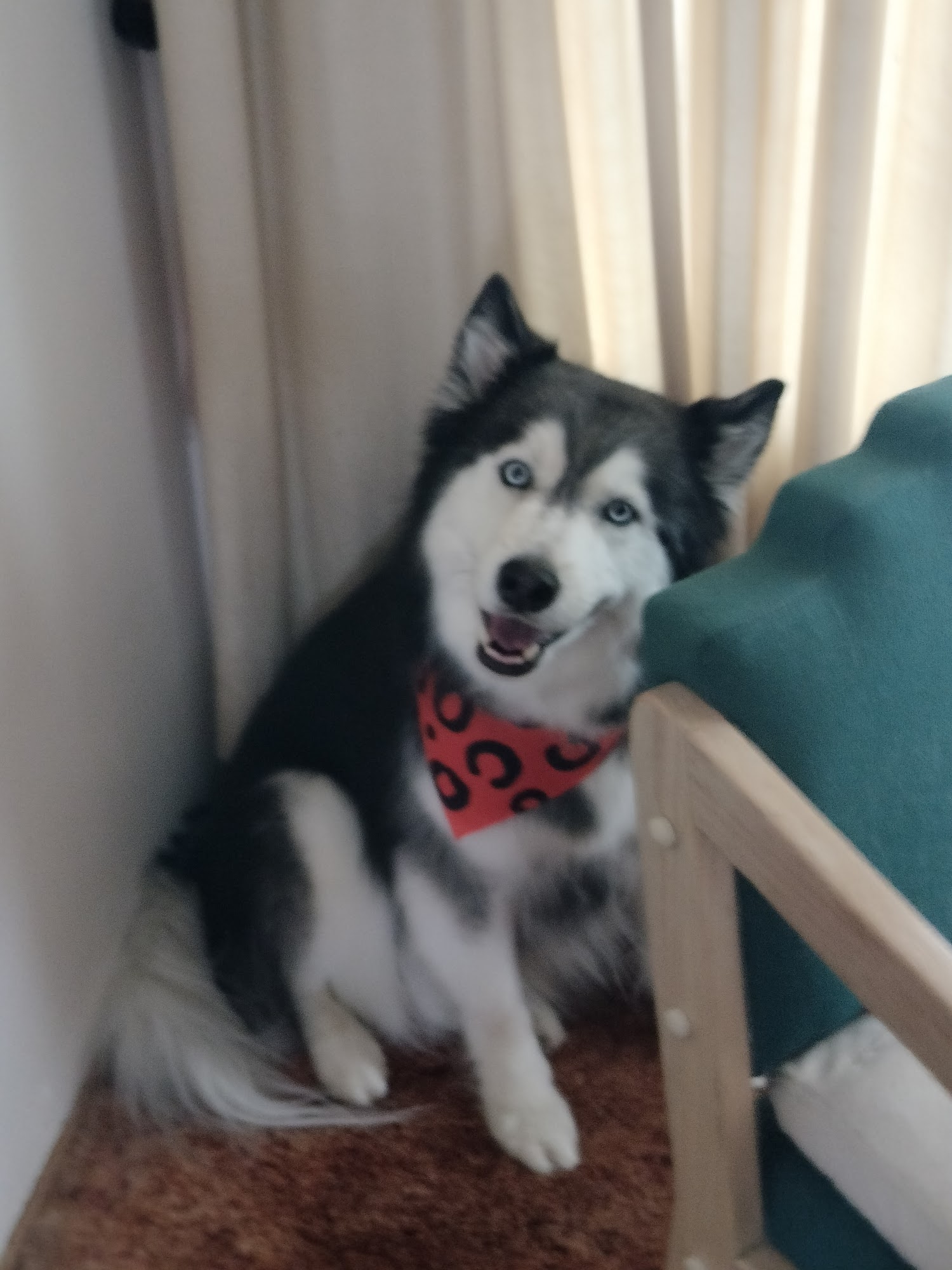 Jennie's Pet Grooming Grants