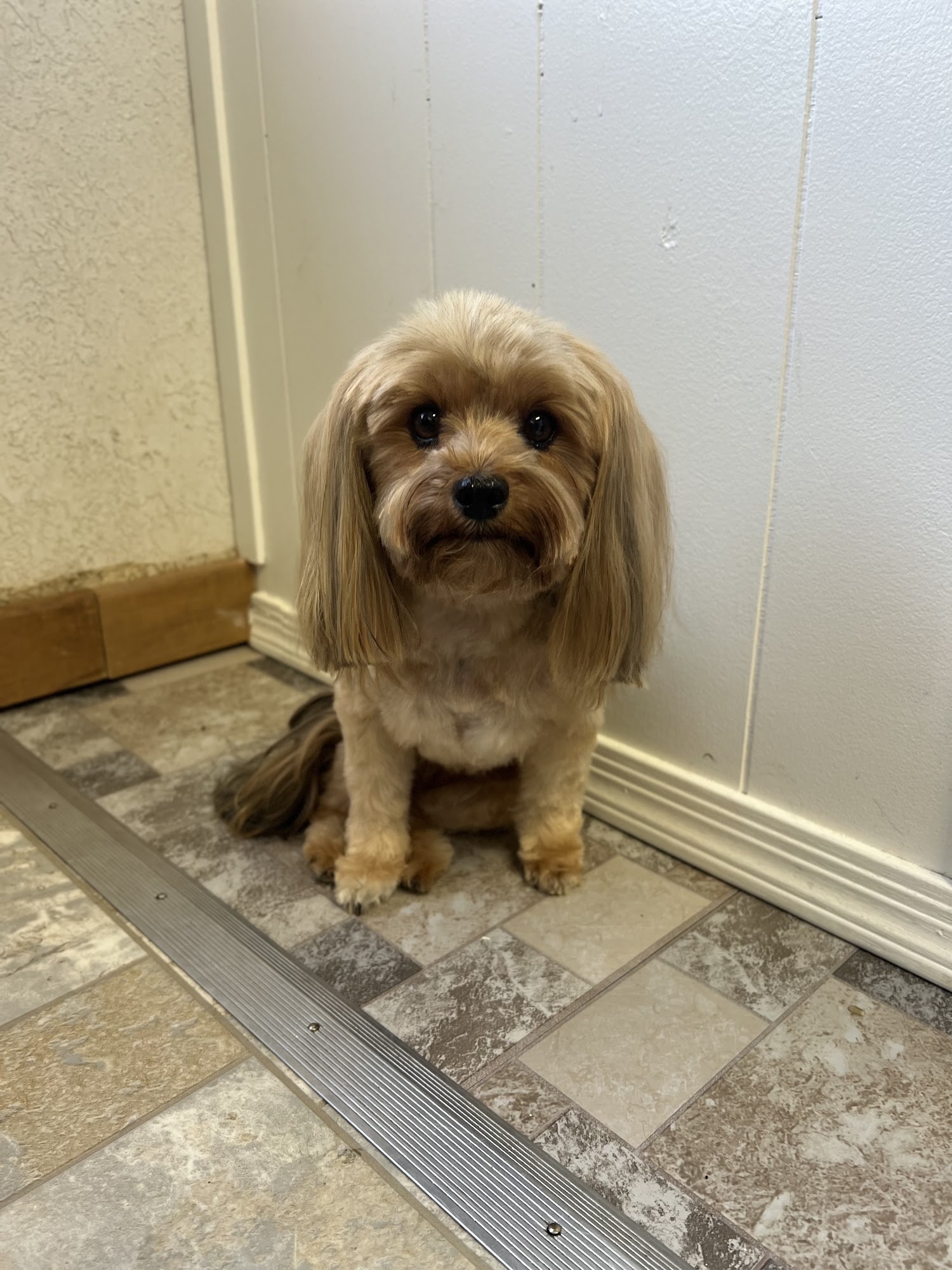 Westmoreland Groomers & Pet Grants