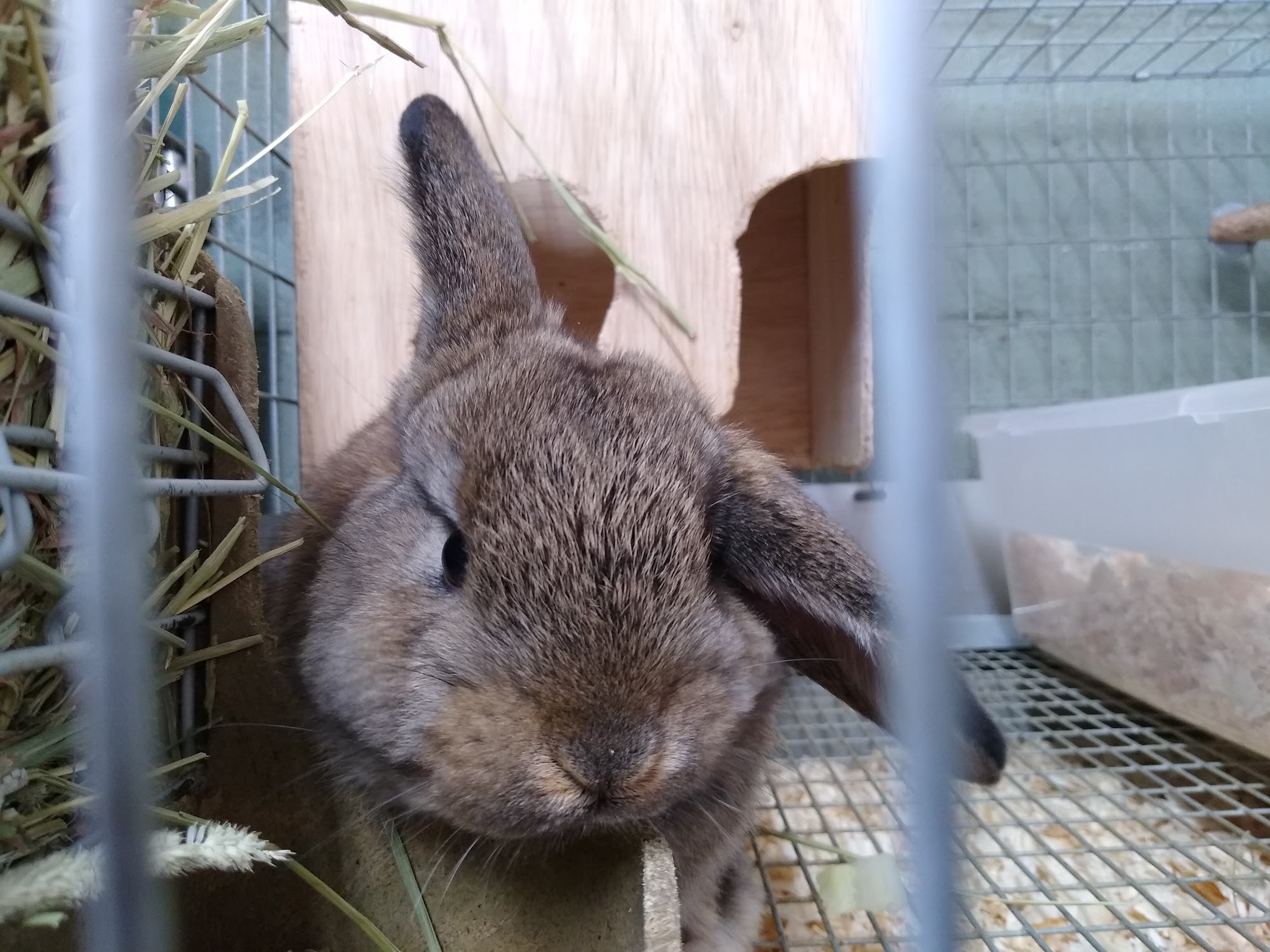 Acosta's Aquariums Hobbs