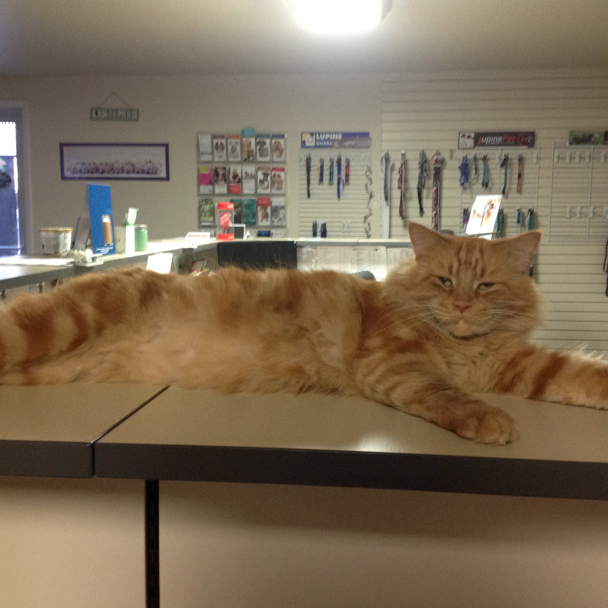 Dal Paso Animal Hospital Hobbs