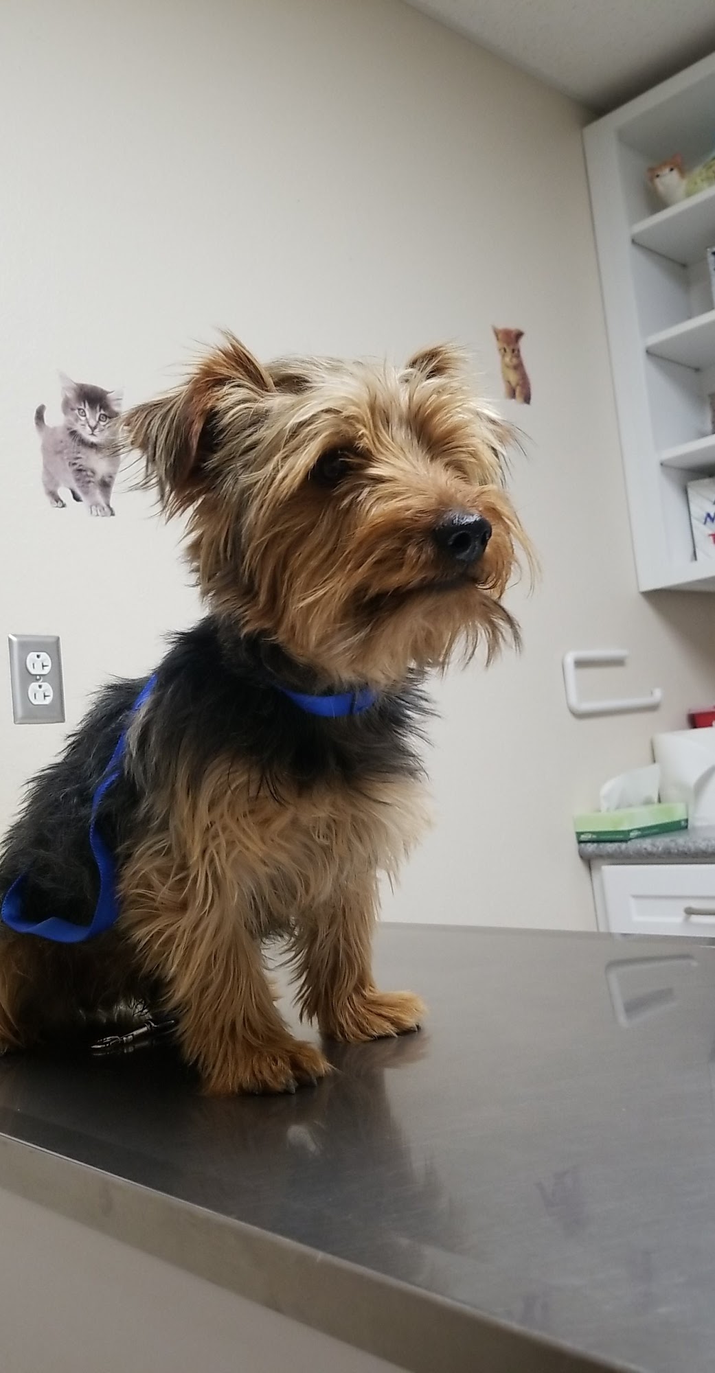 Dal Paso Animal Hospital Hobbs