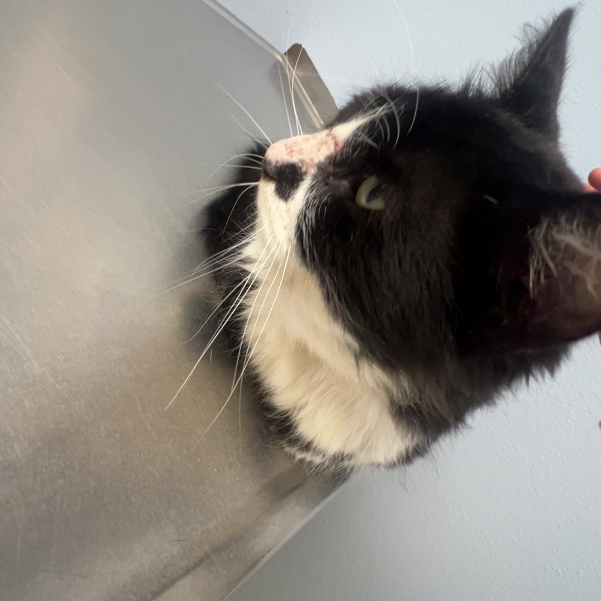 Great Plains Veterinary Clinic & Hospital Hobbs