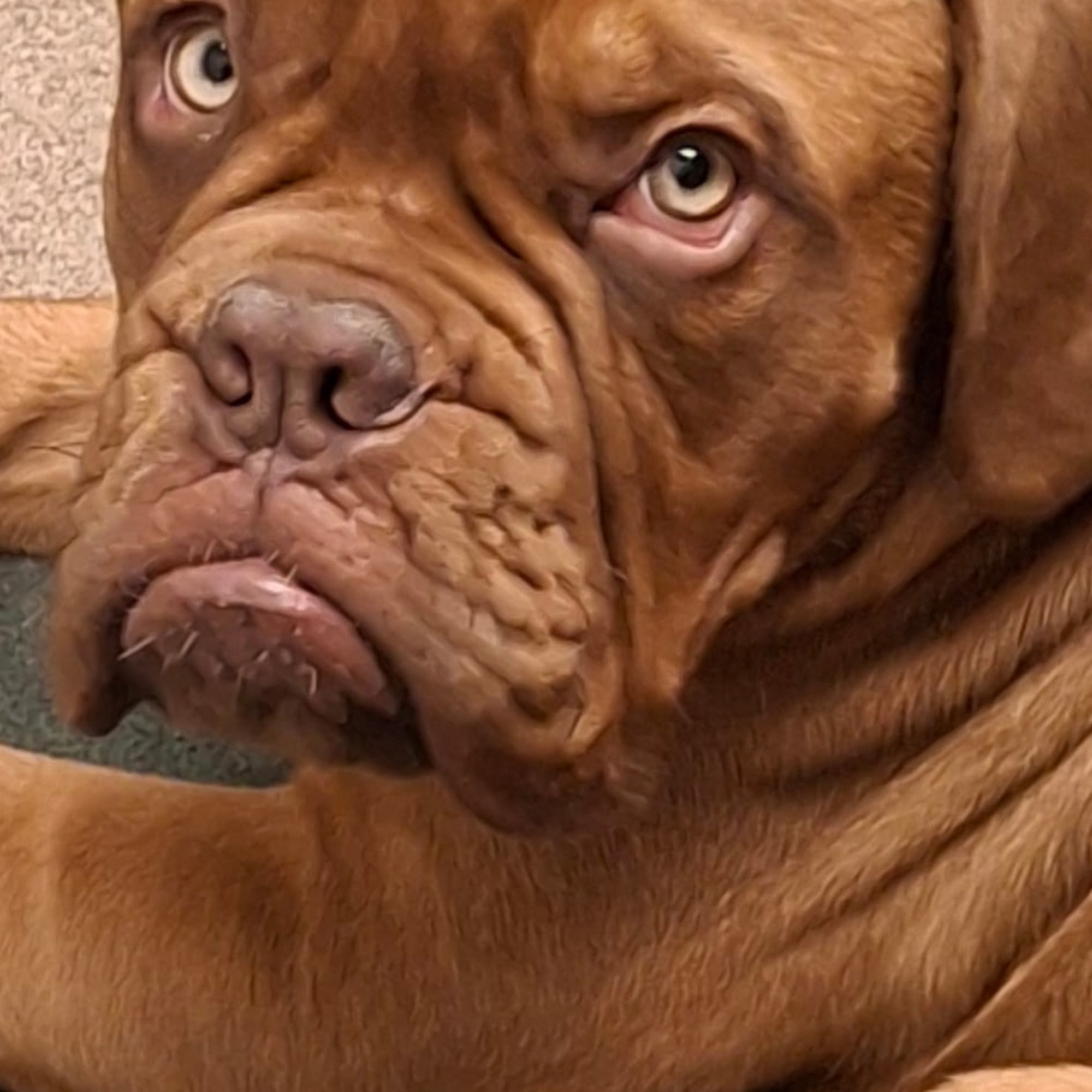 Double J Animal Hospital Hobbs