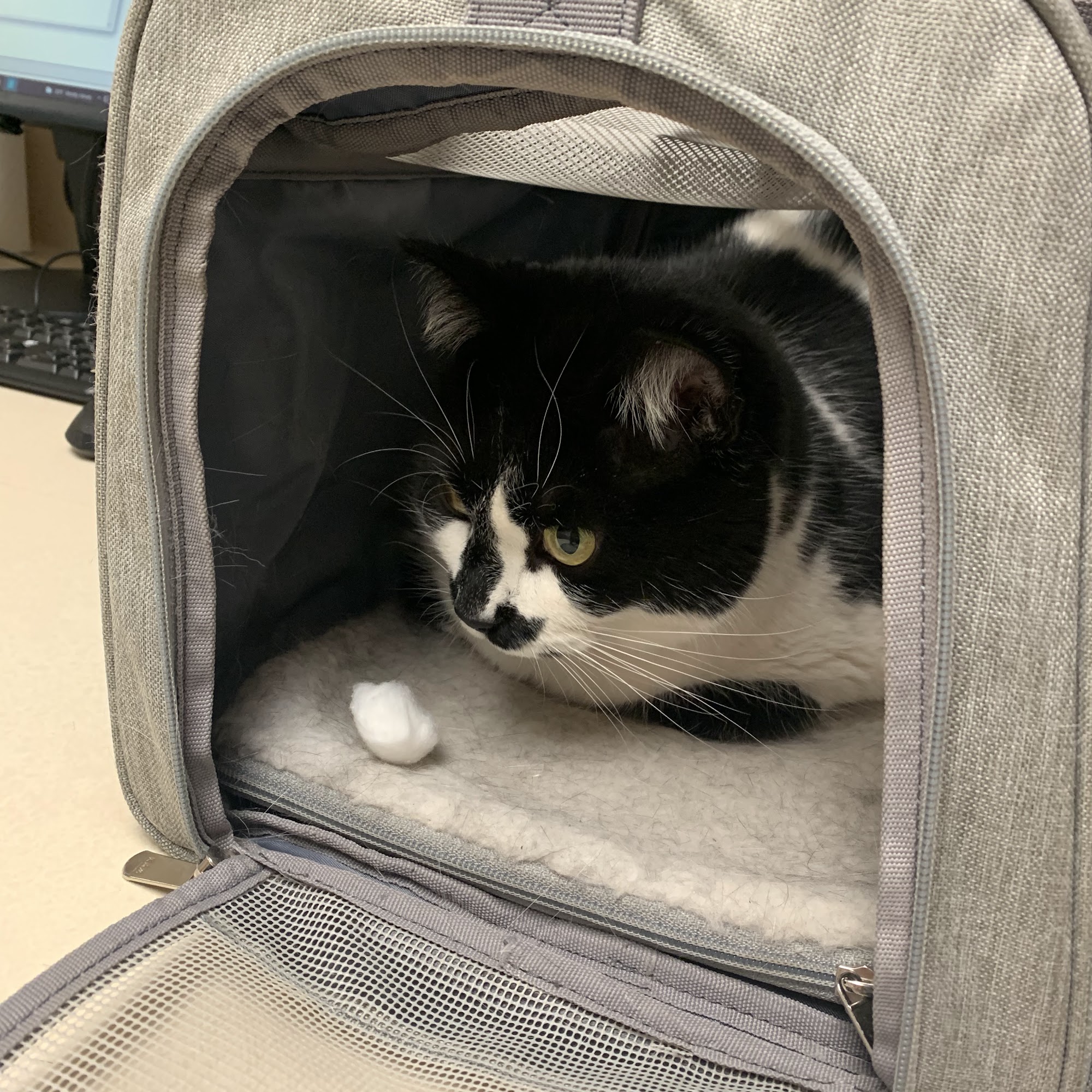 Hobbs Animal Clinic & Pet Care Hobbs