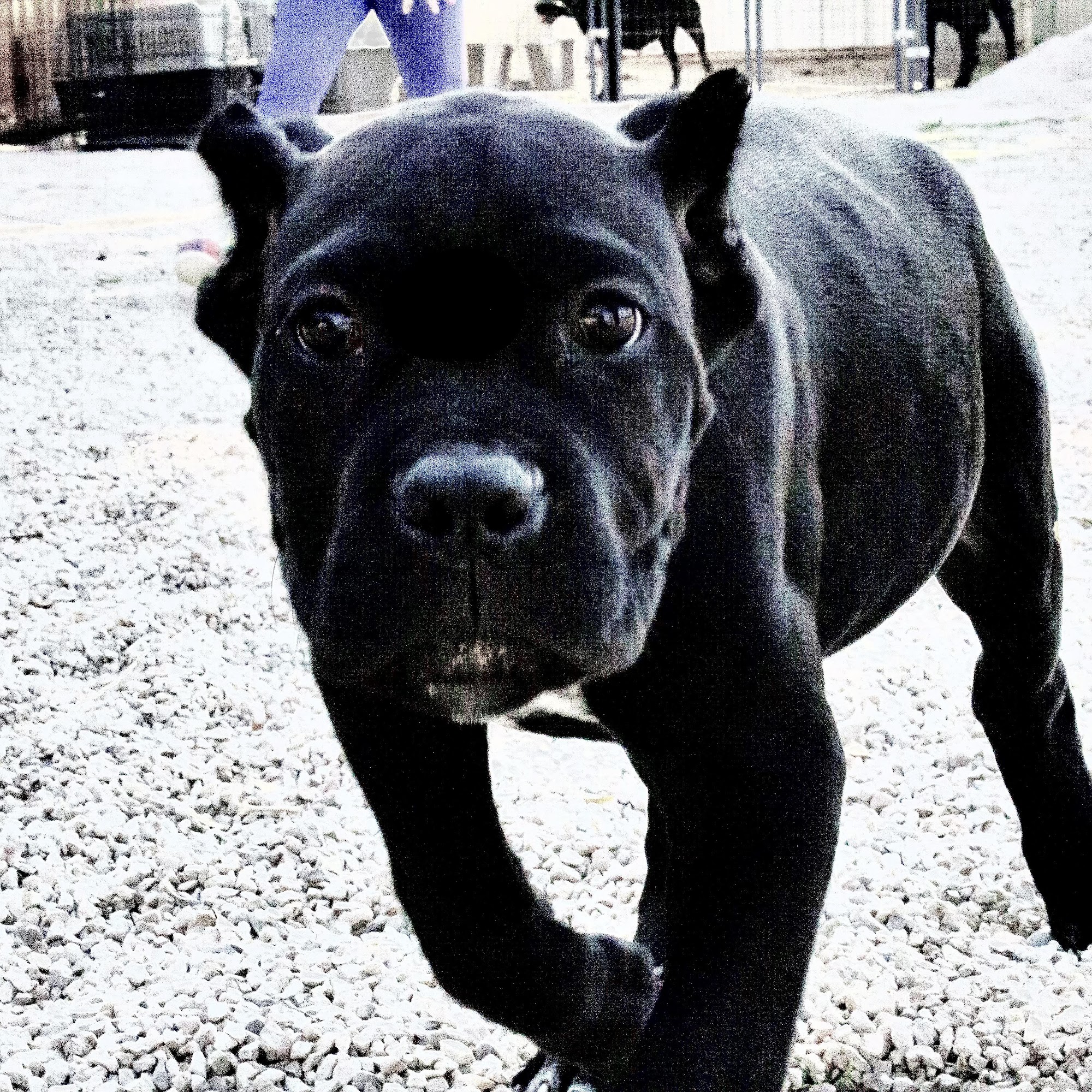 Weibes Haus K9 / Sangue Regale Cane Corso Puppies for Sale Hobbs