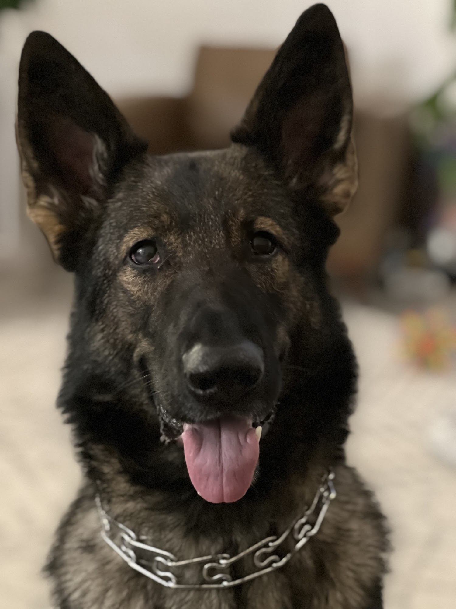 Weibes Haus K9 / Sangue Regale Cane Corso Puppies for Sale Hobbs