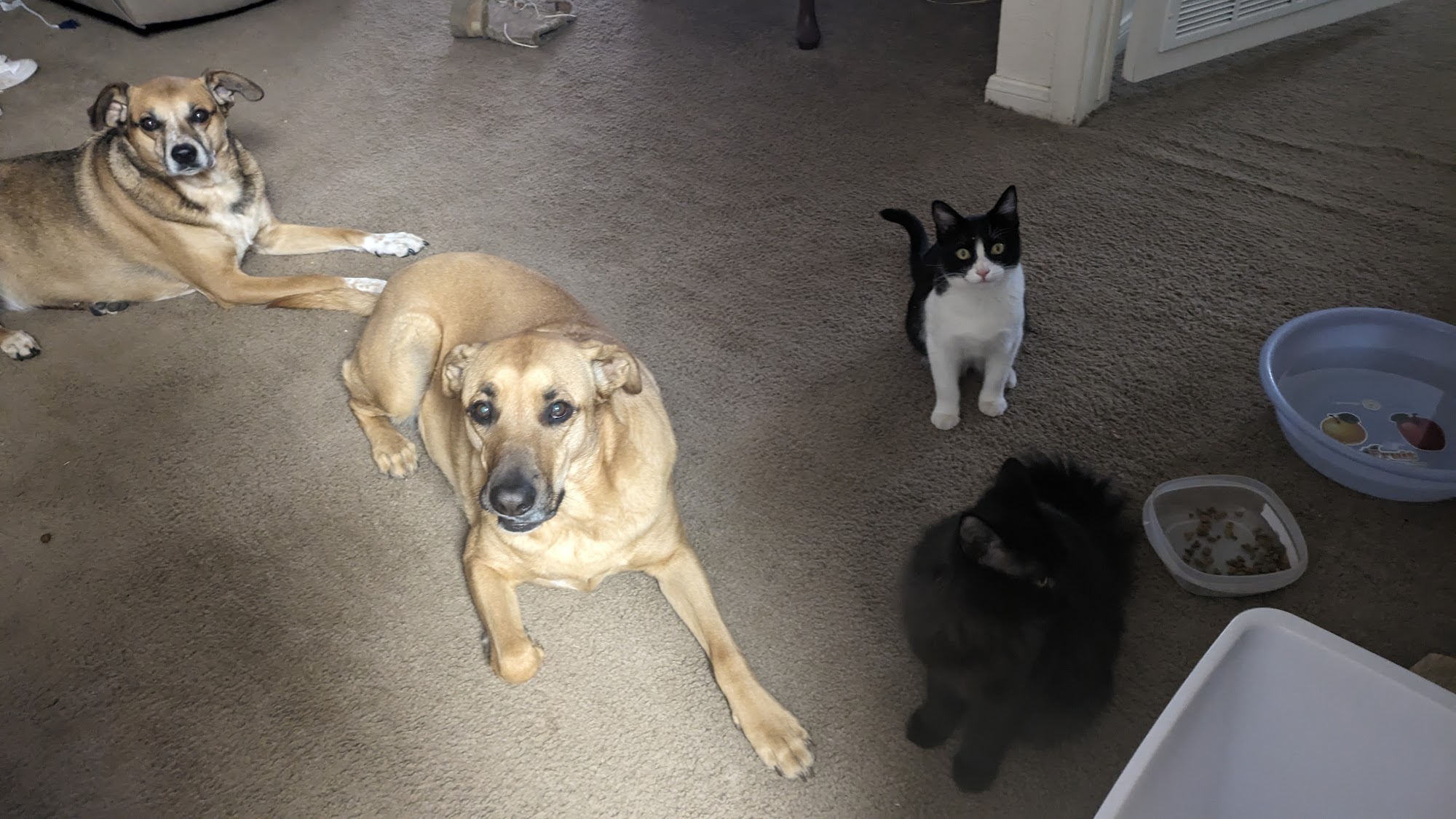 Animal Hospital of Las Cruces - A Thrive Pet Healthcare Partner Las Cruces