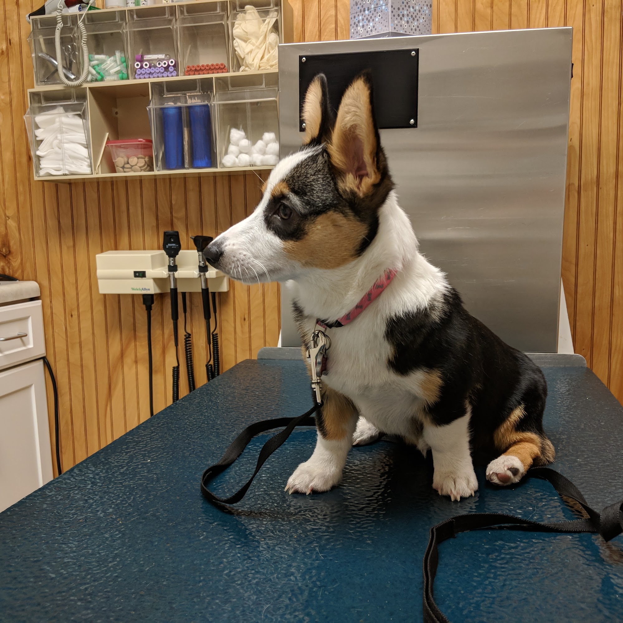 East Lohman Veterinary Clinic, LLC Las Cruces