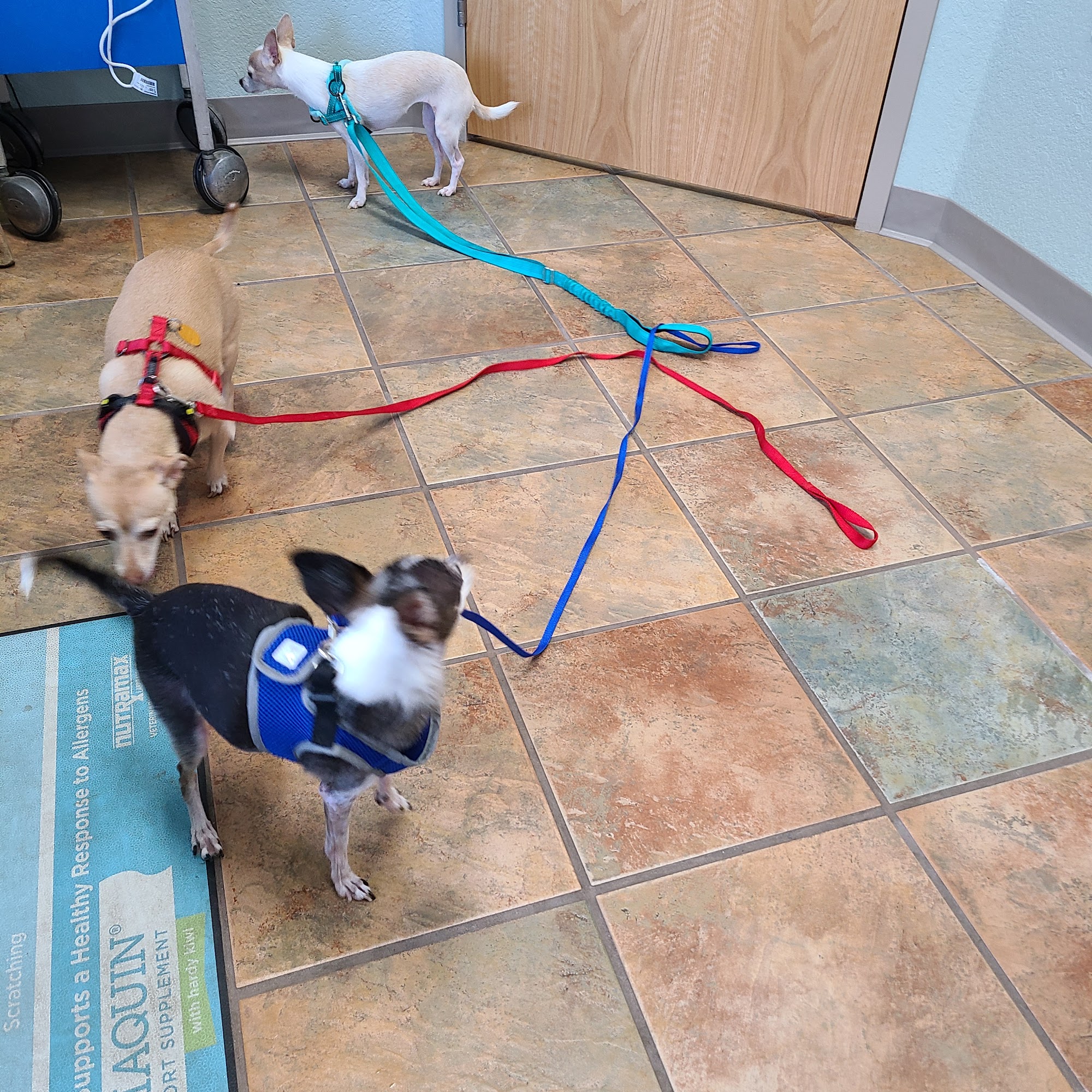 Arroyo Veterinary Clinic Las Cruces