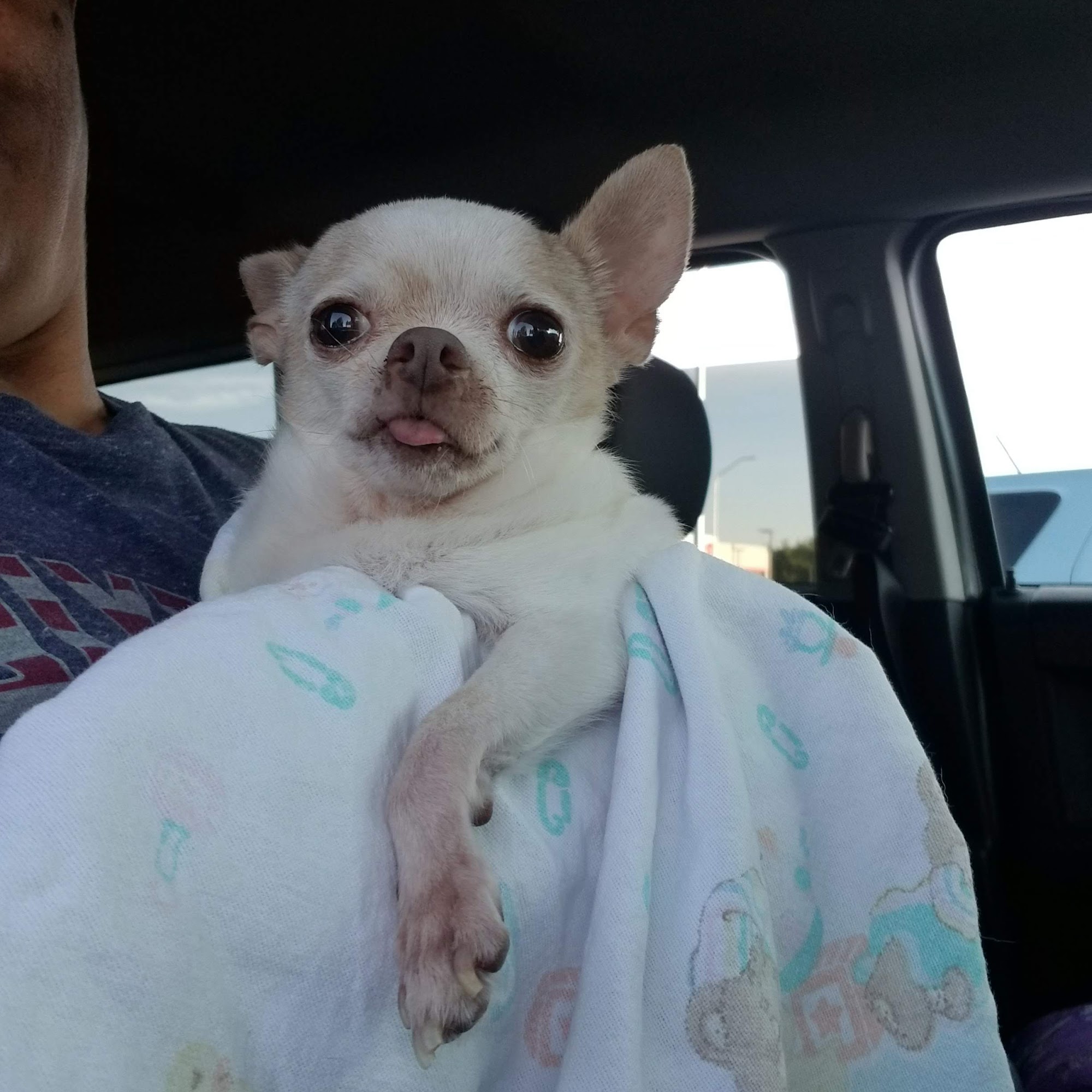 William J Schumacher & Associates Las Cruces