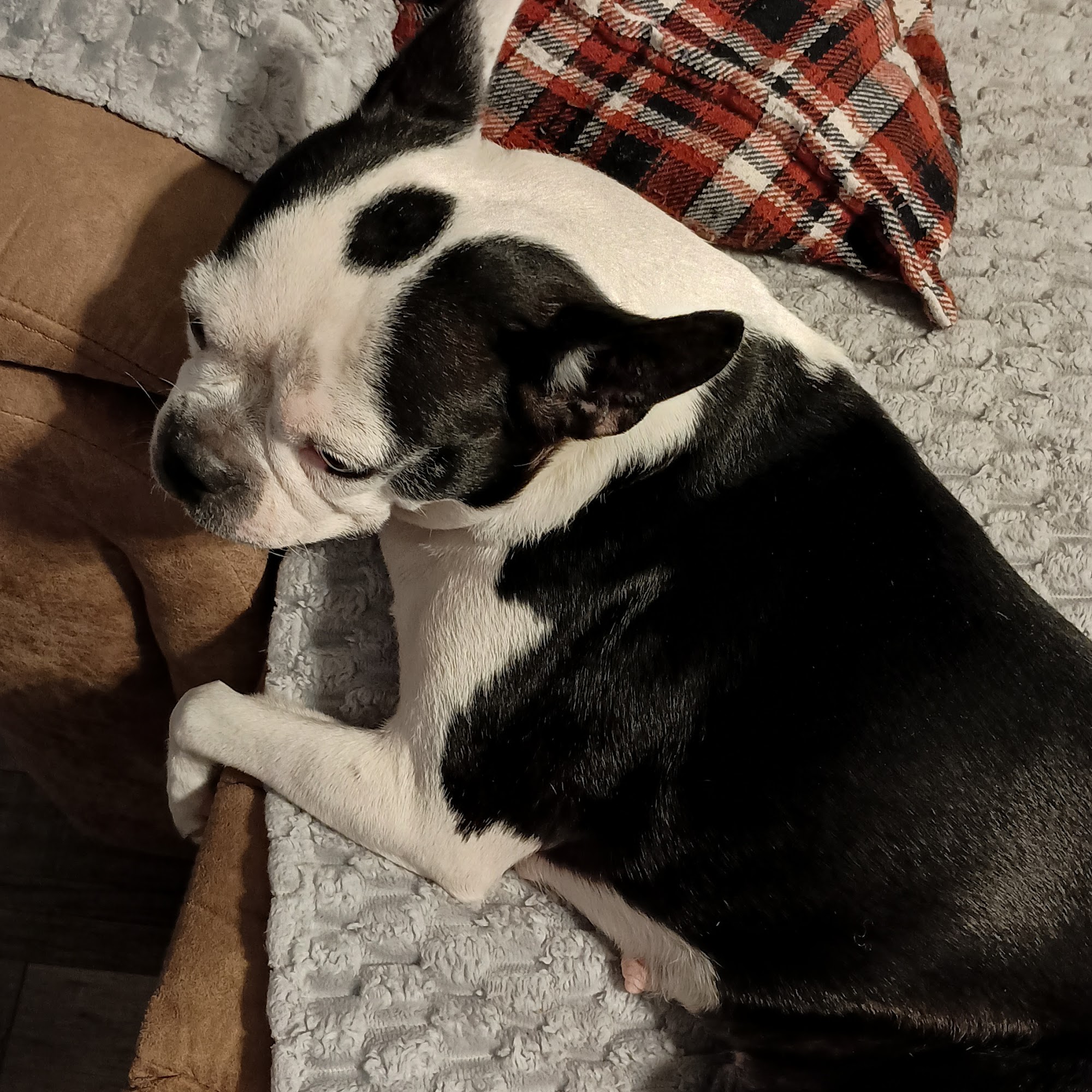 Jornada Veterinary Clinic, A Thrive Pet Healthcare Partner Las Cruces