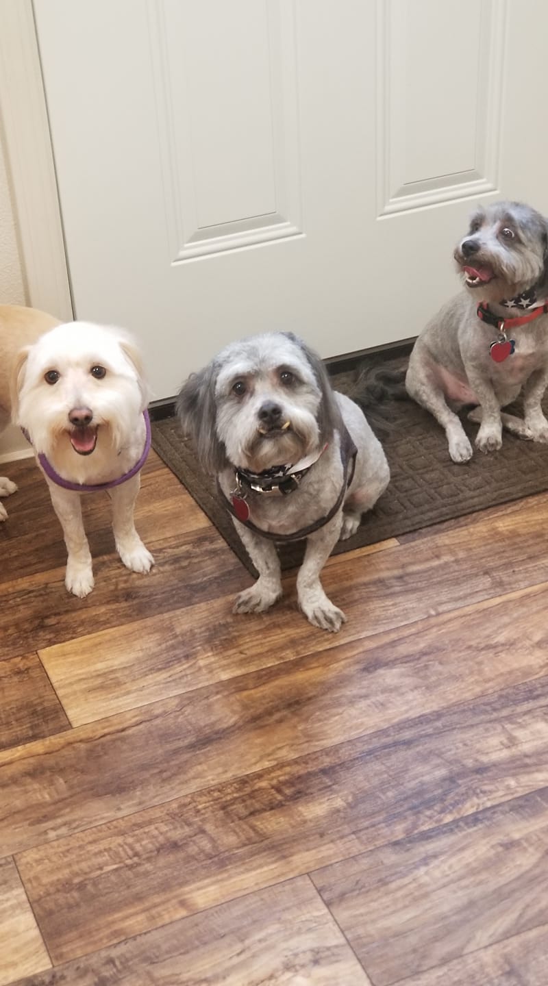 Enchanted Pet Grooming Las Cruces