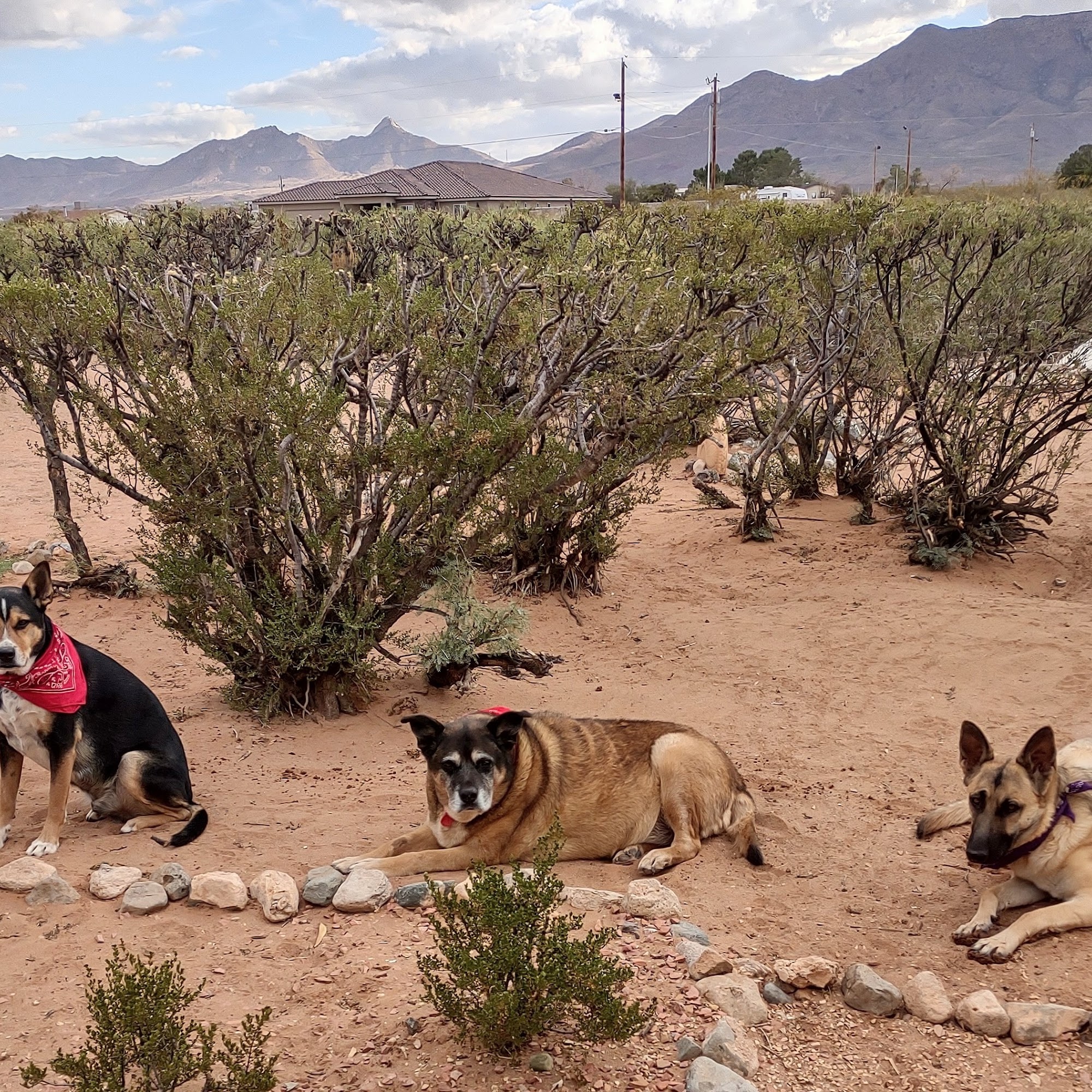 Zia Mobile Vet Las Cruces