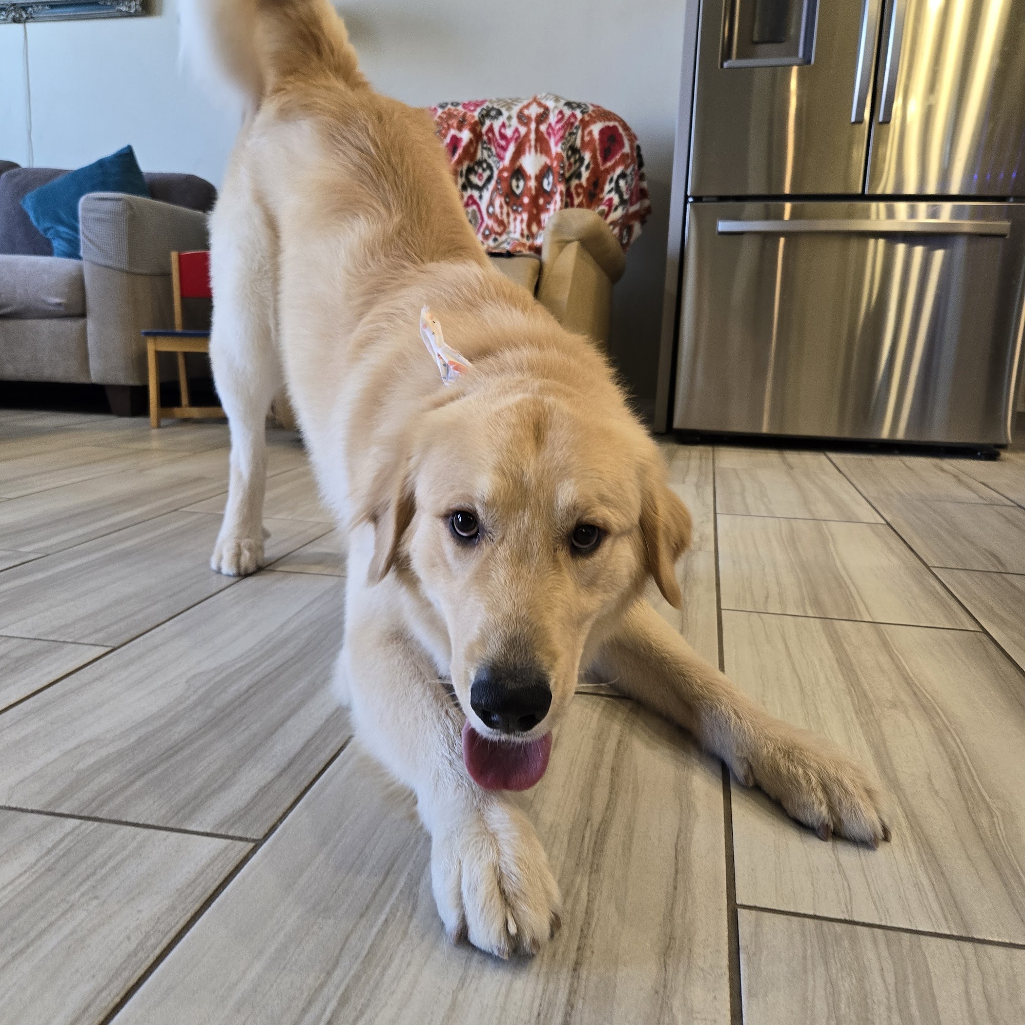 The DOGHOUSE Las Cruces