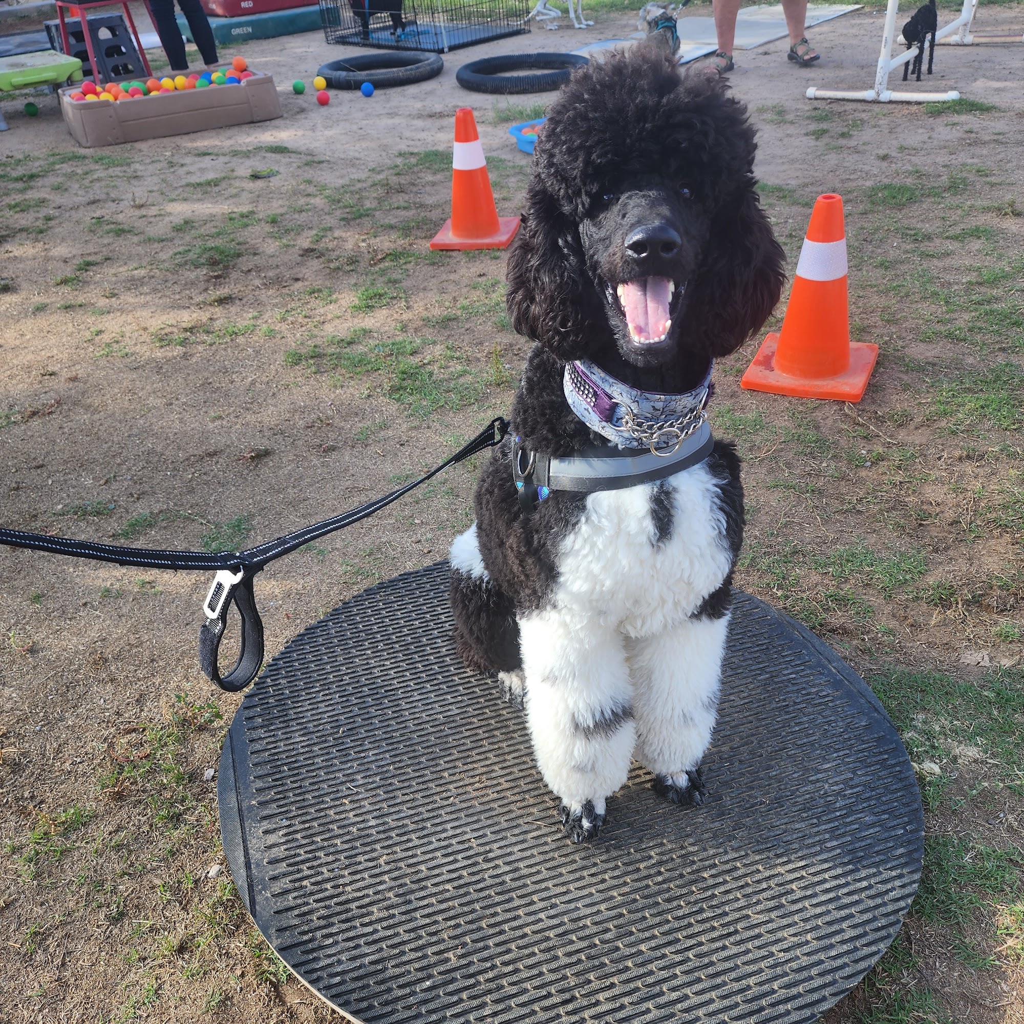 Laughing Dog Farm Las Cruces